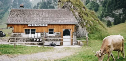 Holzgebäude mit Schild 'SEEEALPKÄSEREI', davor mehrere Milchkannen und eine braune Kuh auf einer Wiese, im Hintergrund bewaldete Berge.