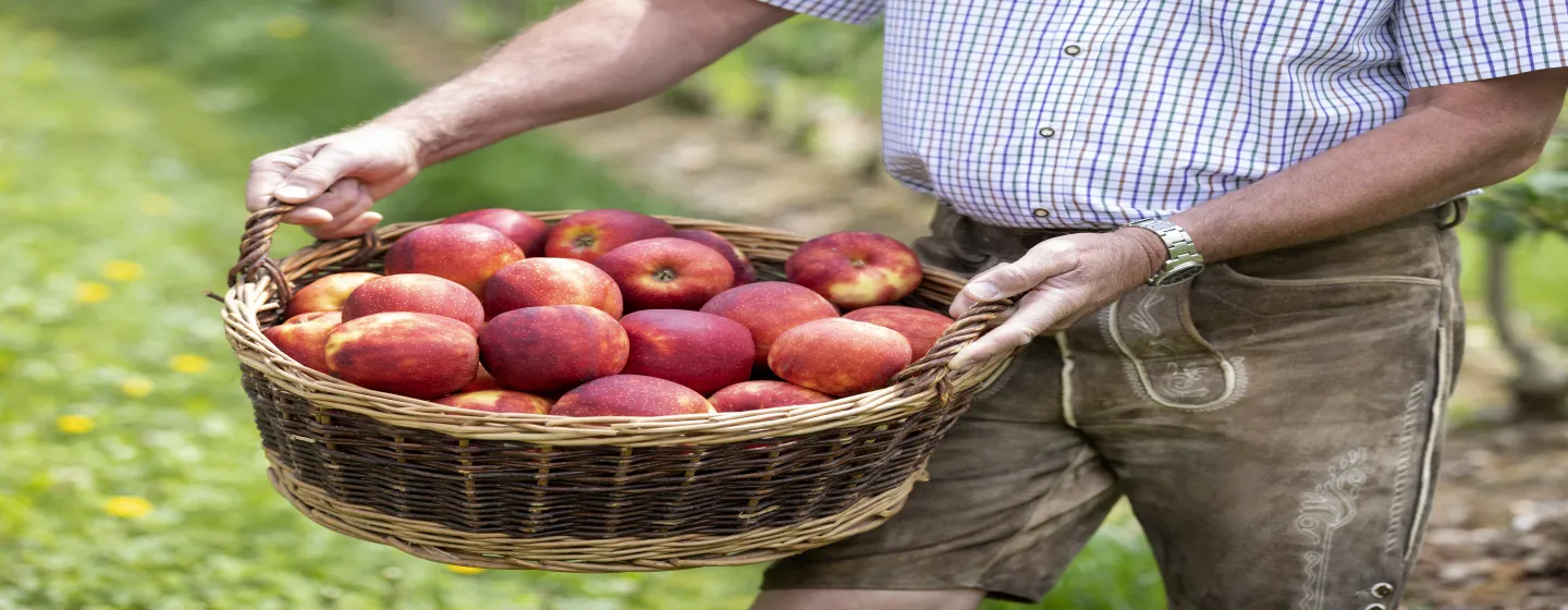 Person in kariertem Hemd und Lederhose hält einen gefüllten Korb mit roten Äpfeln im Freien.