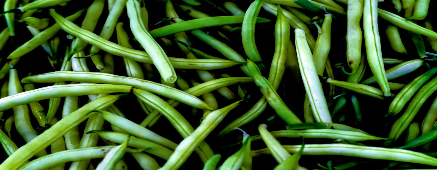 Nahaufnahme von vielen grünen Bohnen mit glatter Oberfläche und gebogener Form.