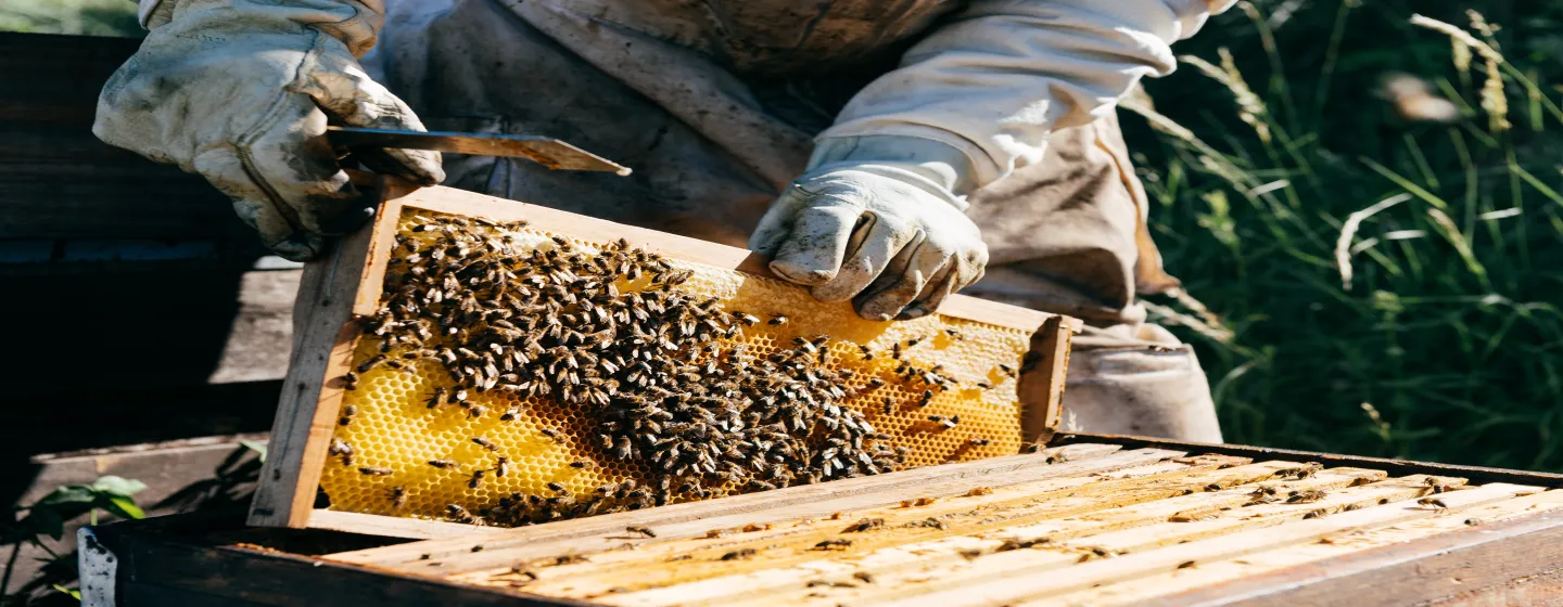 Imker mit Schutzkleidung hält einen mit Bienen besetzten Wabenrahmen über einem Bienenstock im Freien.