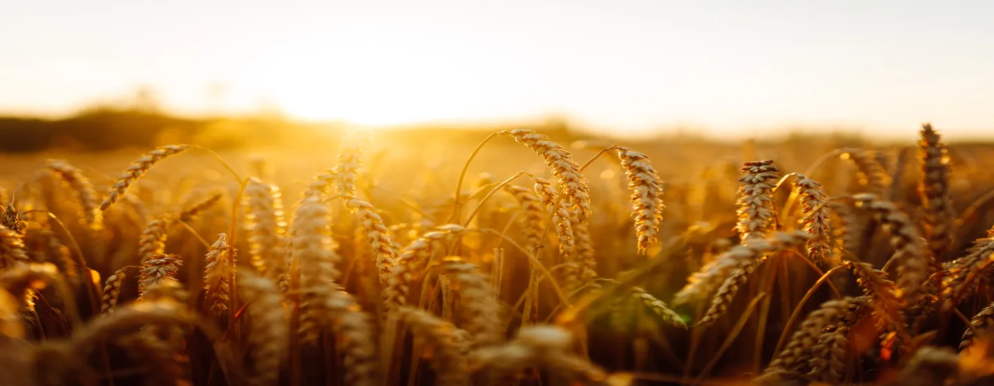 Nahaufnahme von goldgelbem Weizenfeld bei Sonnenuntergang mit warmem Licht und unscharfem Hintergrund.