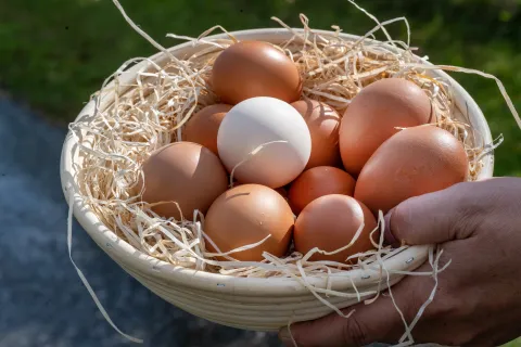 Hand hält einen Korb mit mehreren braunen Eiern und einem weißen Ei, umgeben von Stroh.