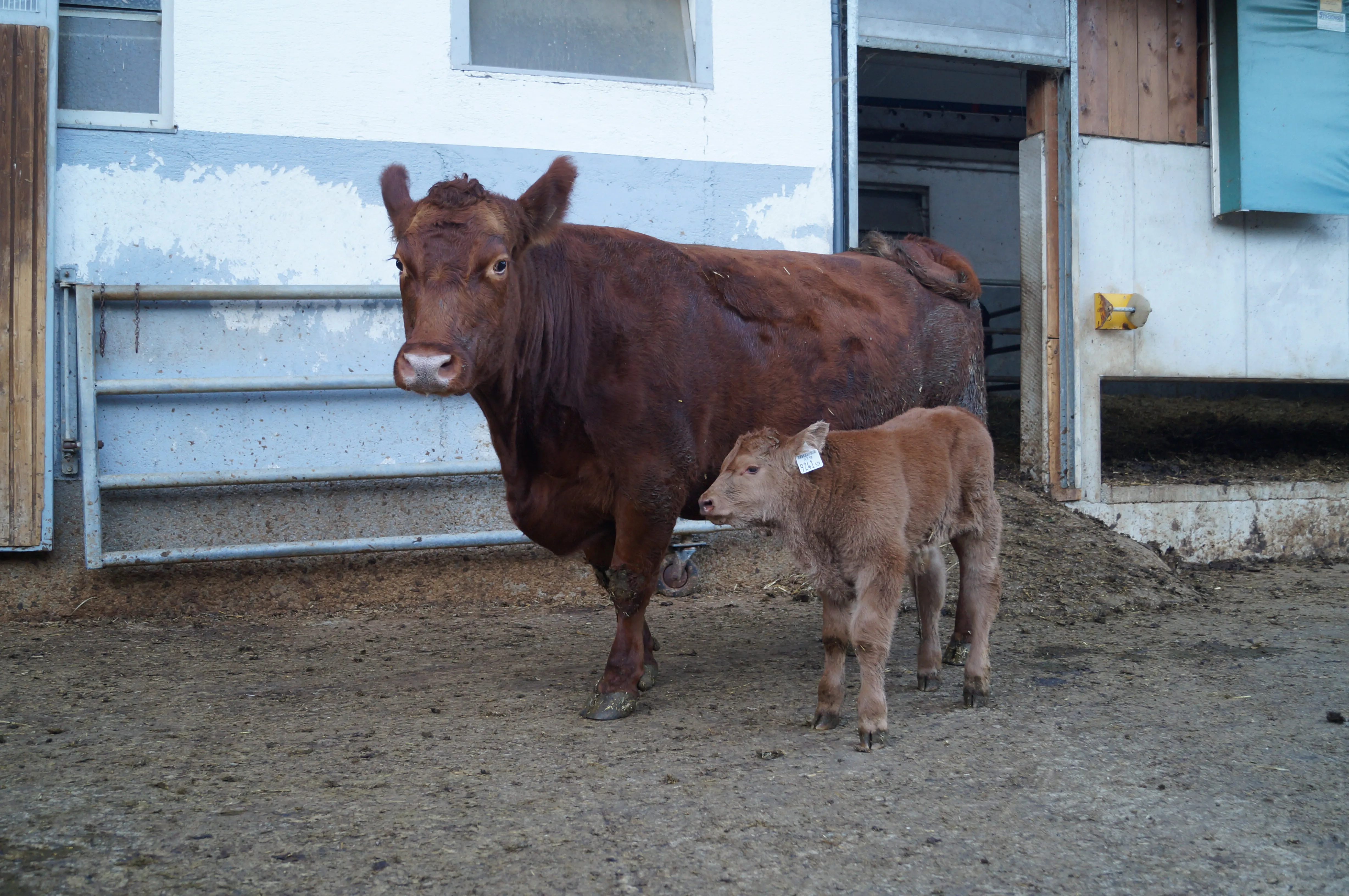 Dödererbauer Mutterkuh mit Kalb © Agnes Gerl