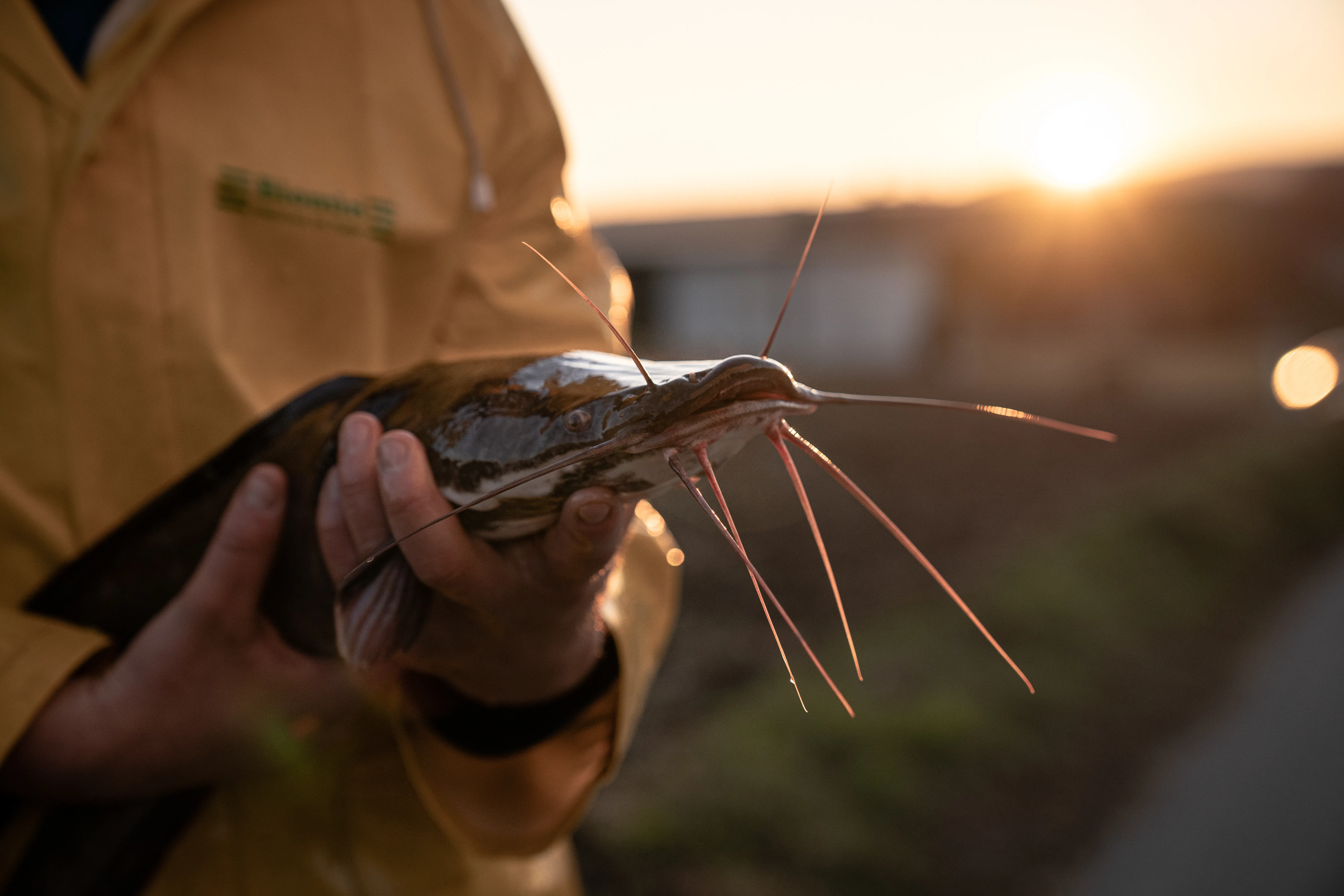 Afrikanischer Raubwels