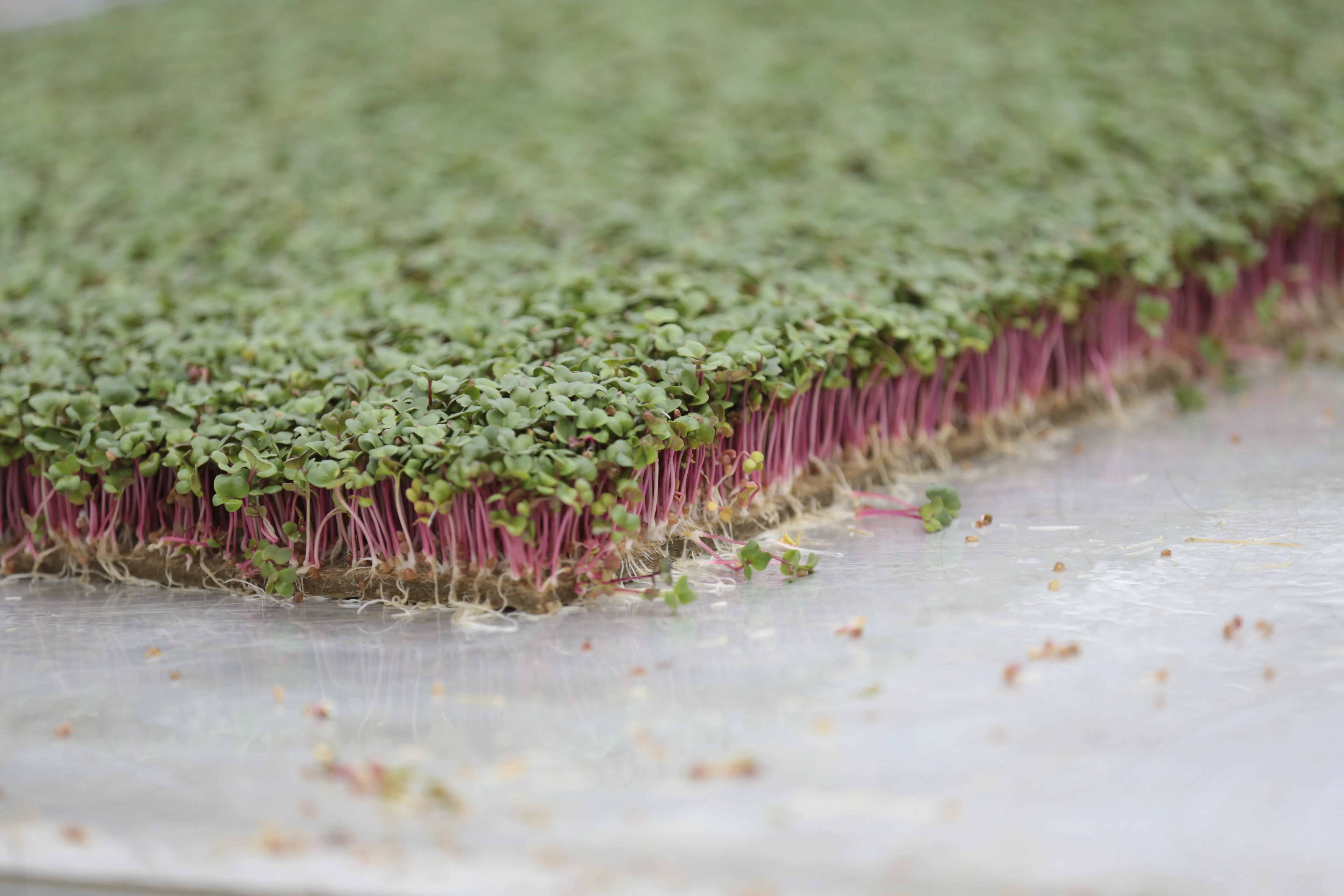 Feldingers Hausgartl - Keimsprossen