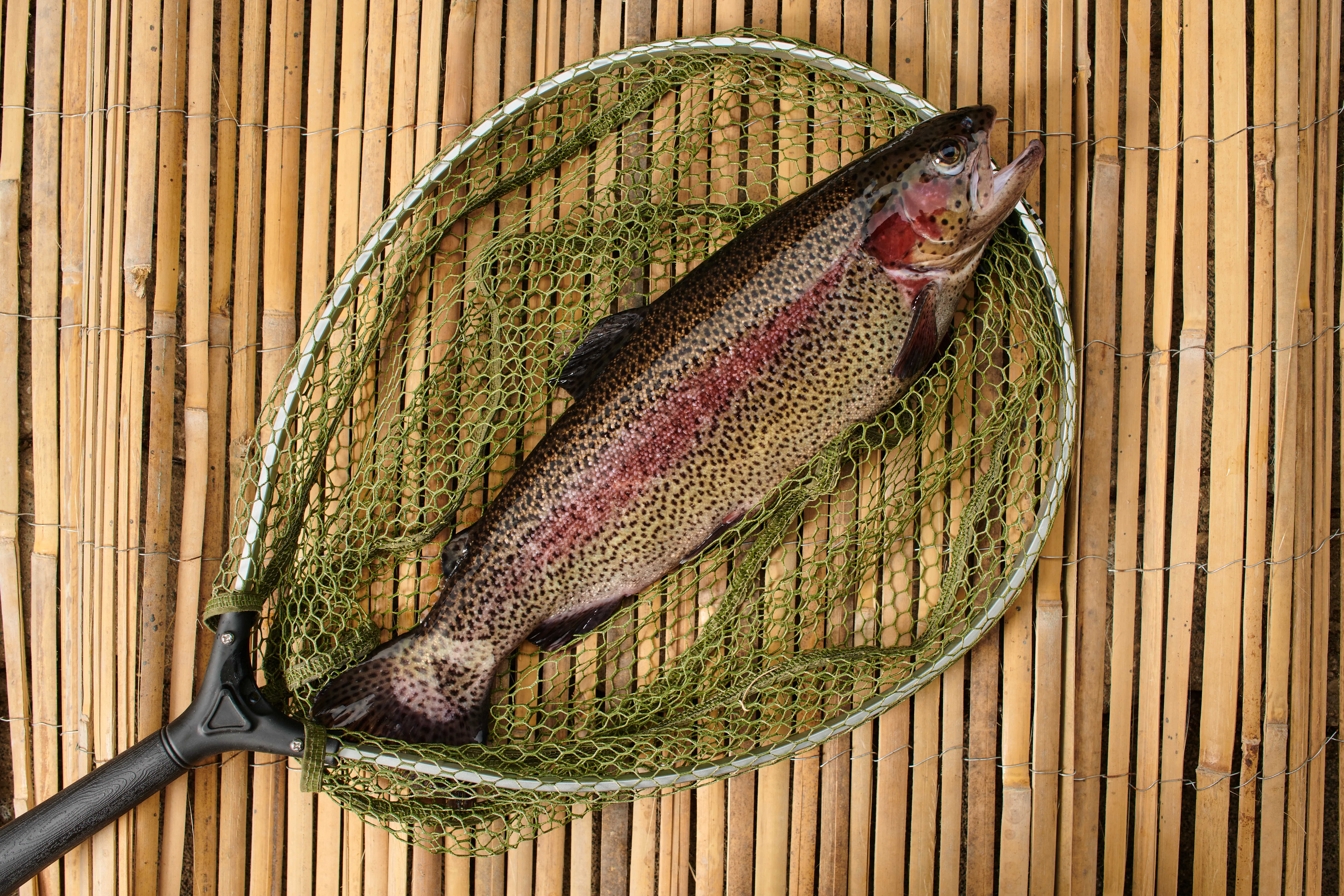 Fisch