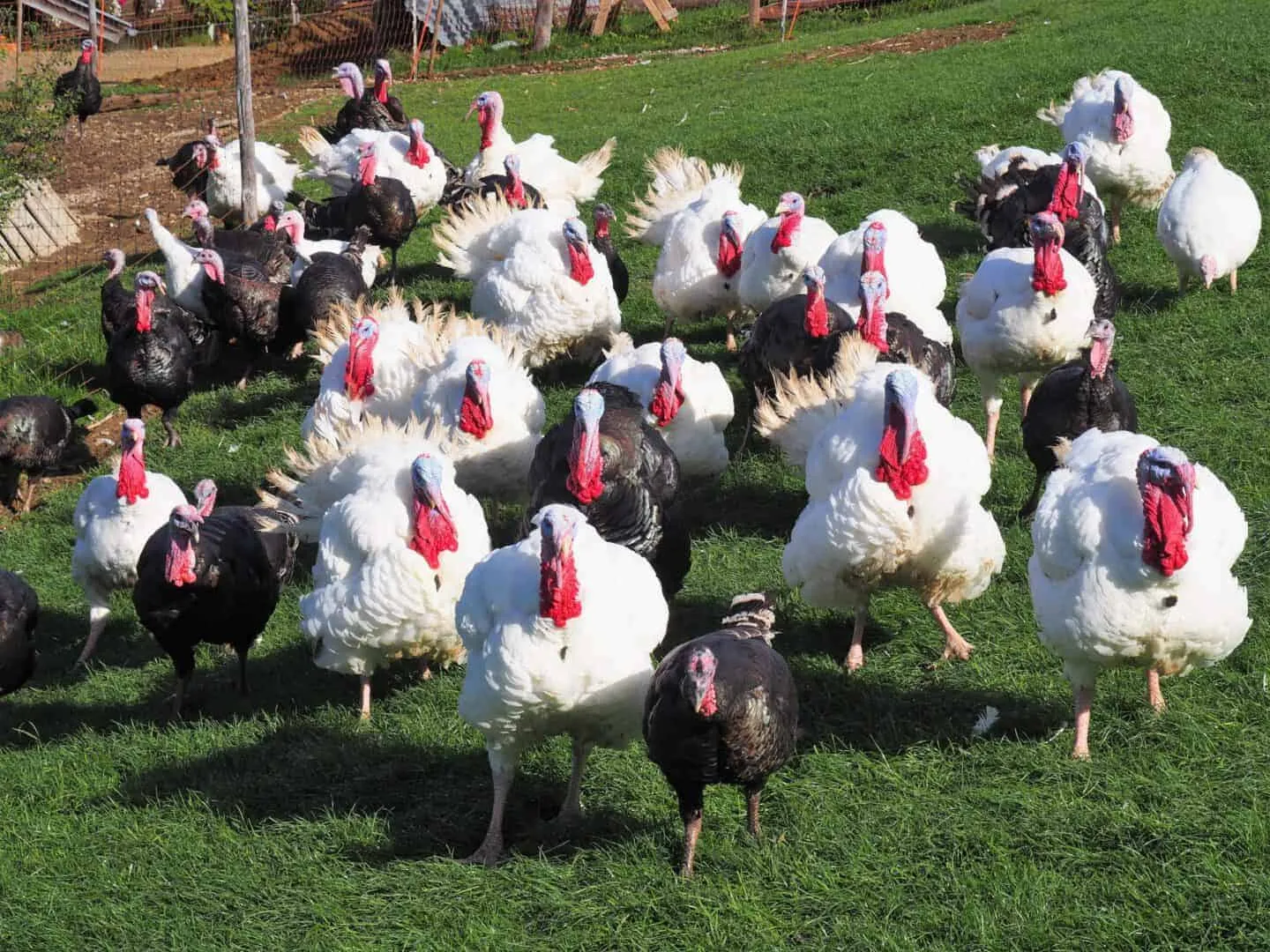 Puten Großwildmoos, Kaml