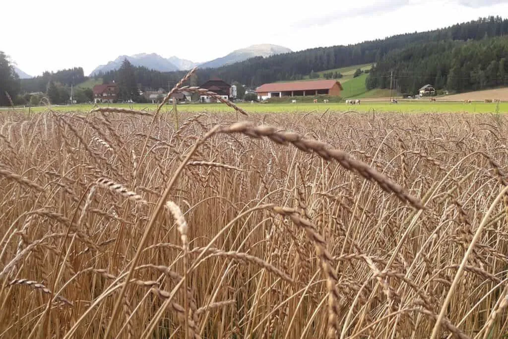 Getreide, Schoberhof, Fam. Kocher