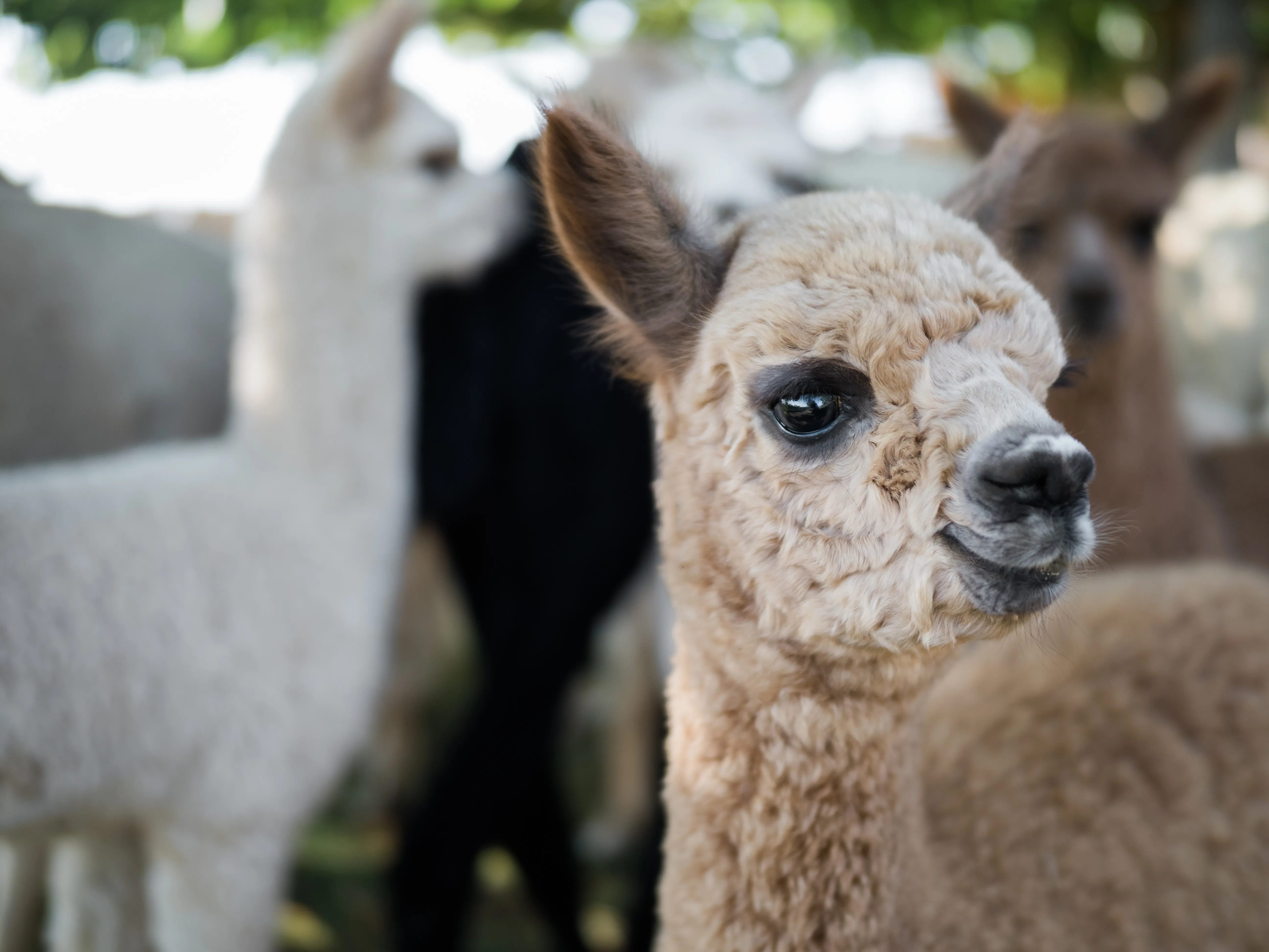 Alpaka