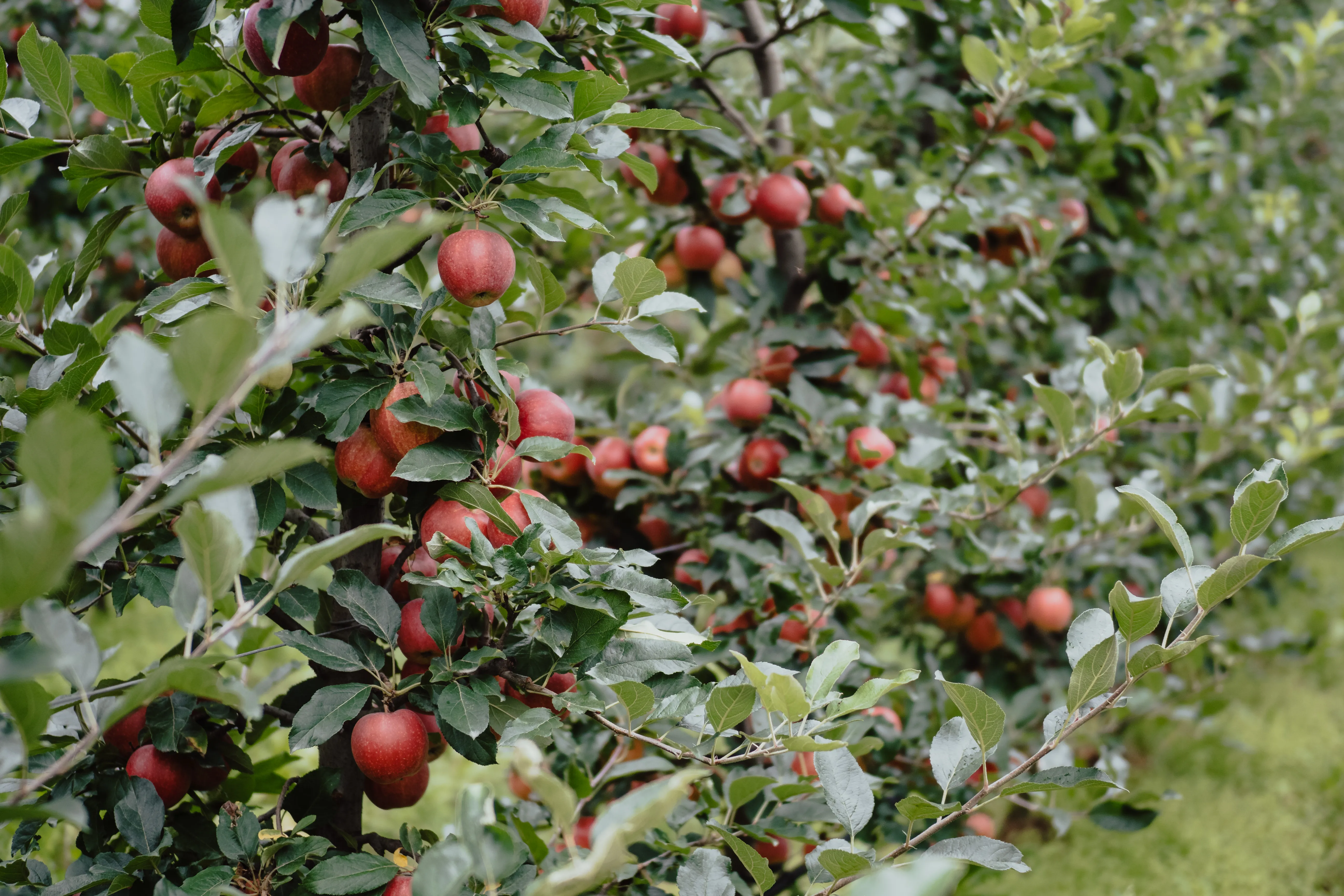 Äpfelbäume