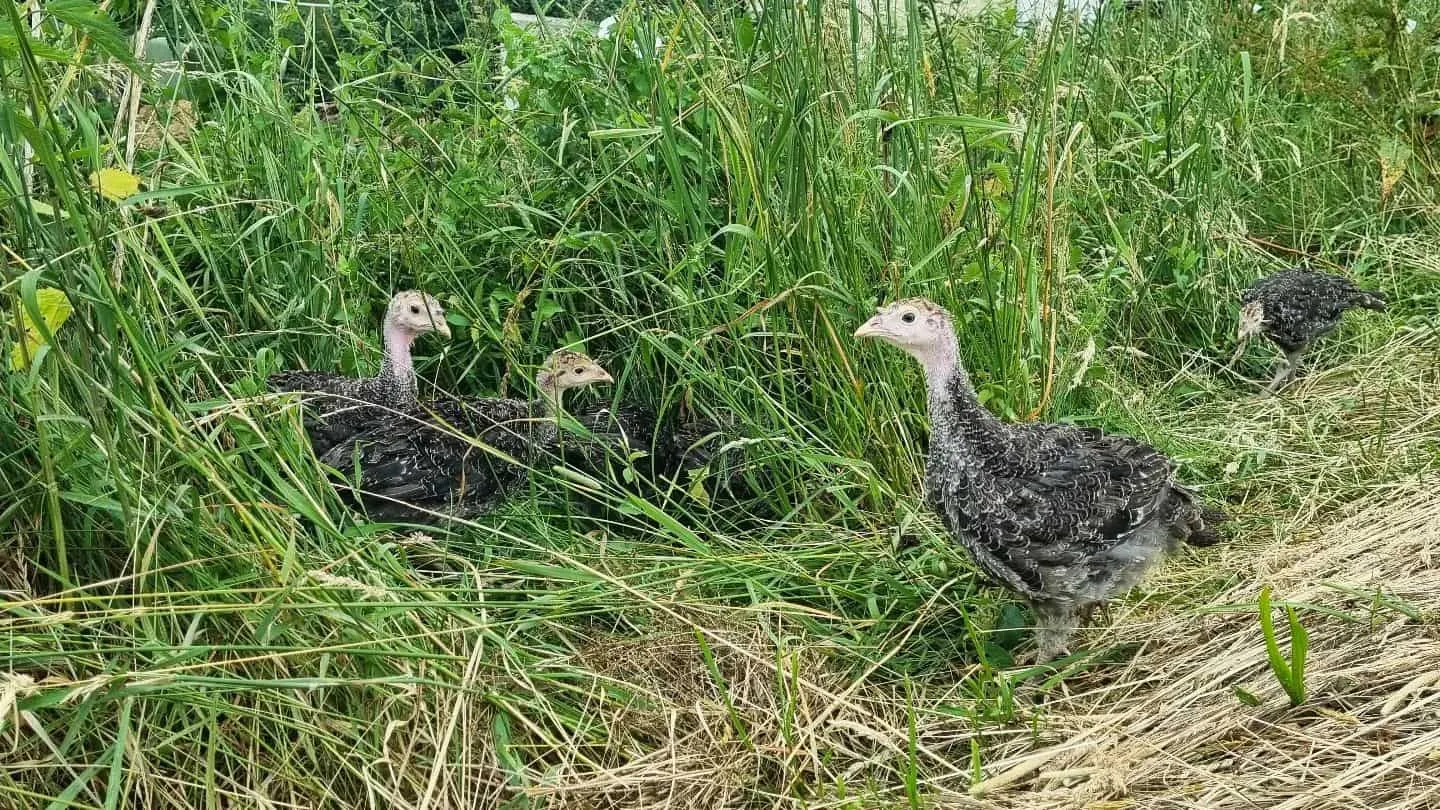 Biohof Oedtgut Bio Pute klein, Klimmer