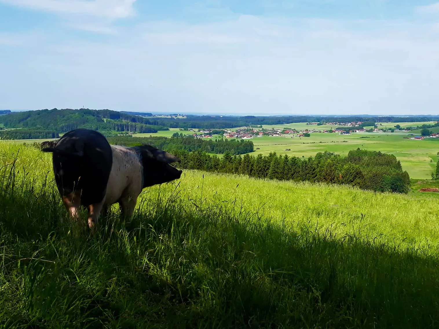 Biohof Oedtgut Schwein auf Wiese, Klimmer