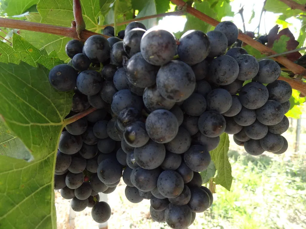 Weintrauben