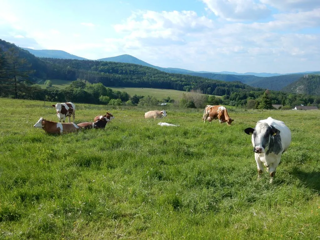 Rinder auf der Weide