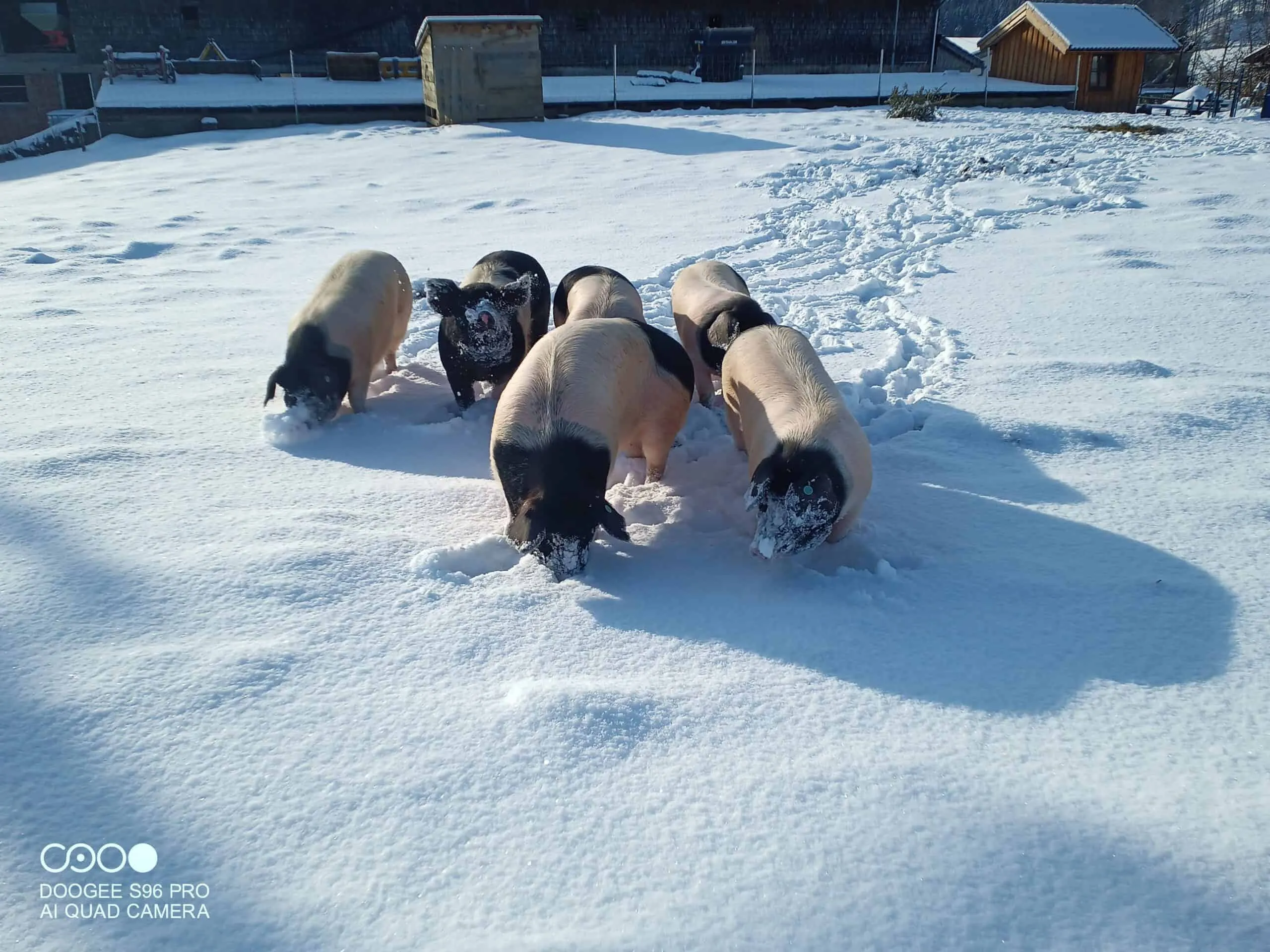 Derndlbauer Familie Eder Schweine