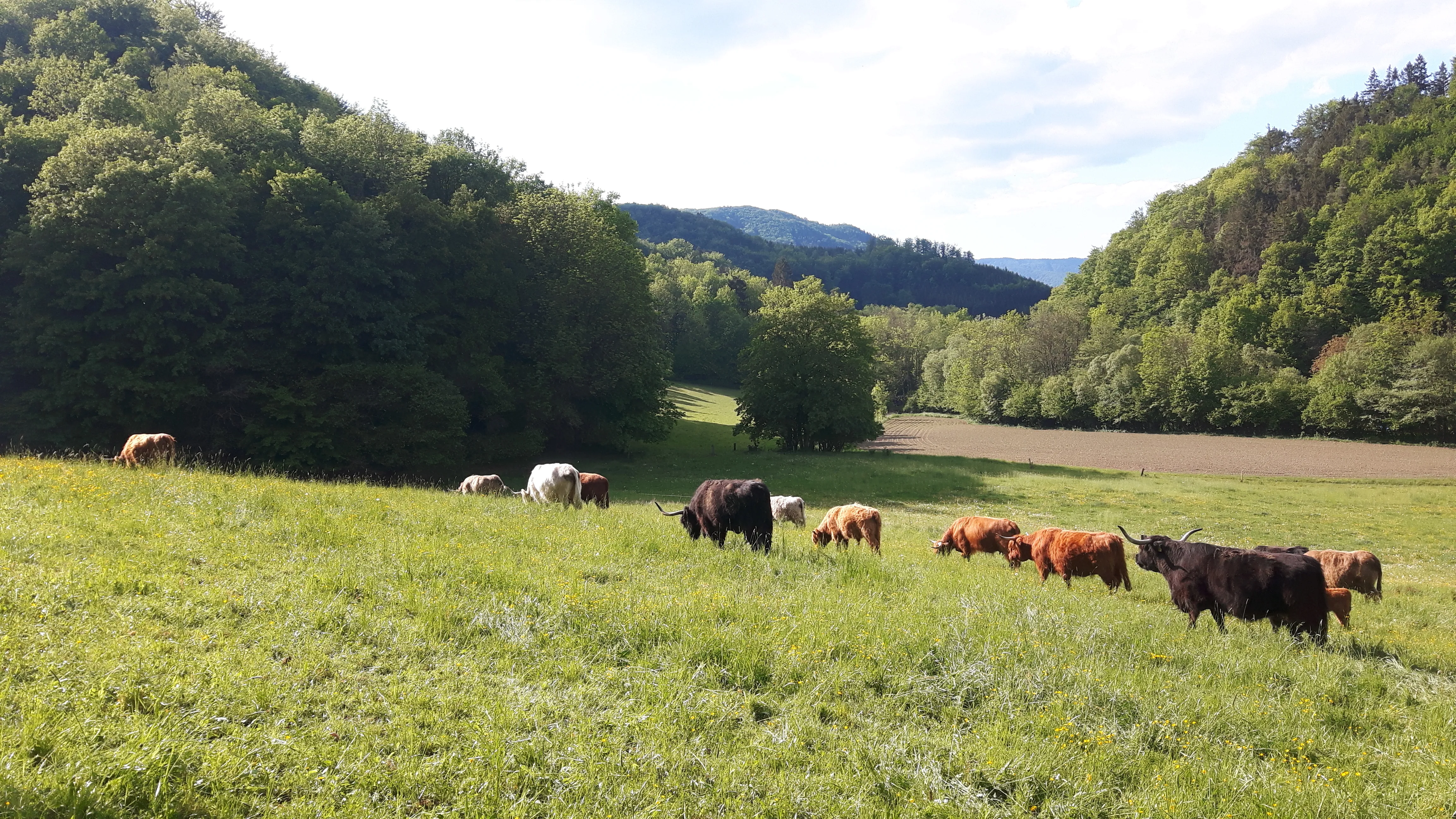 Wiese