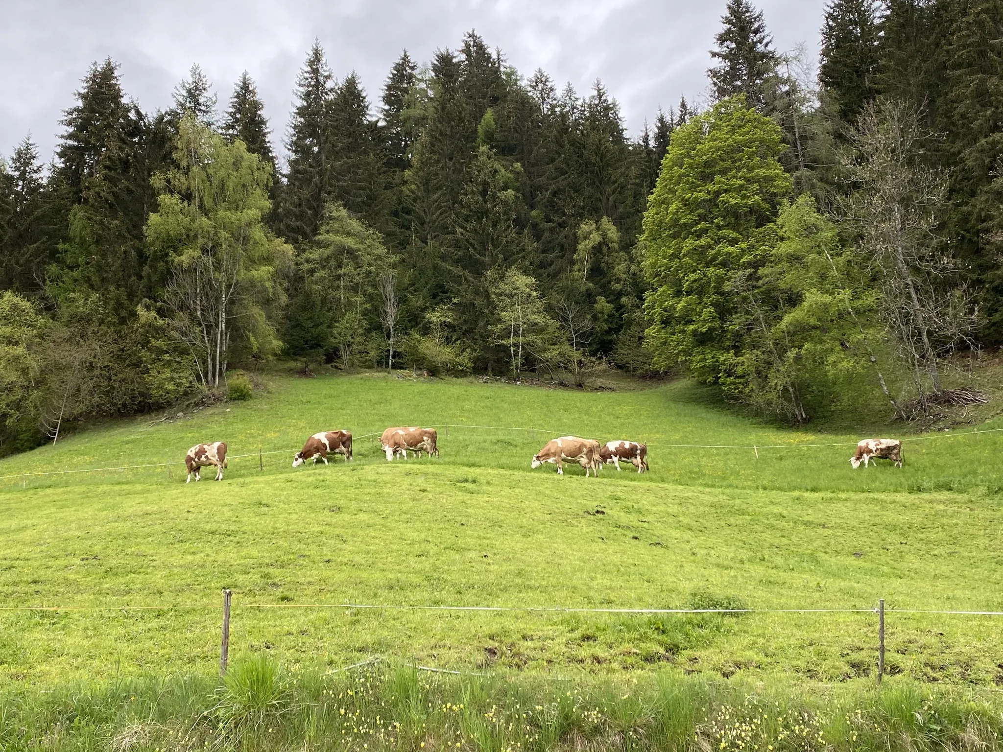 Rinder auf der Weide