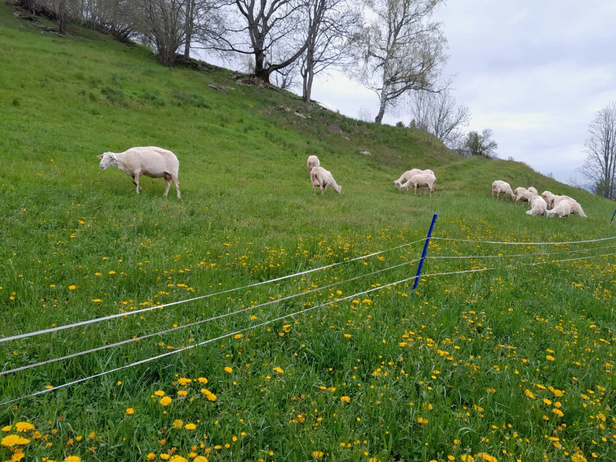 Schafe auf der Weide