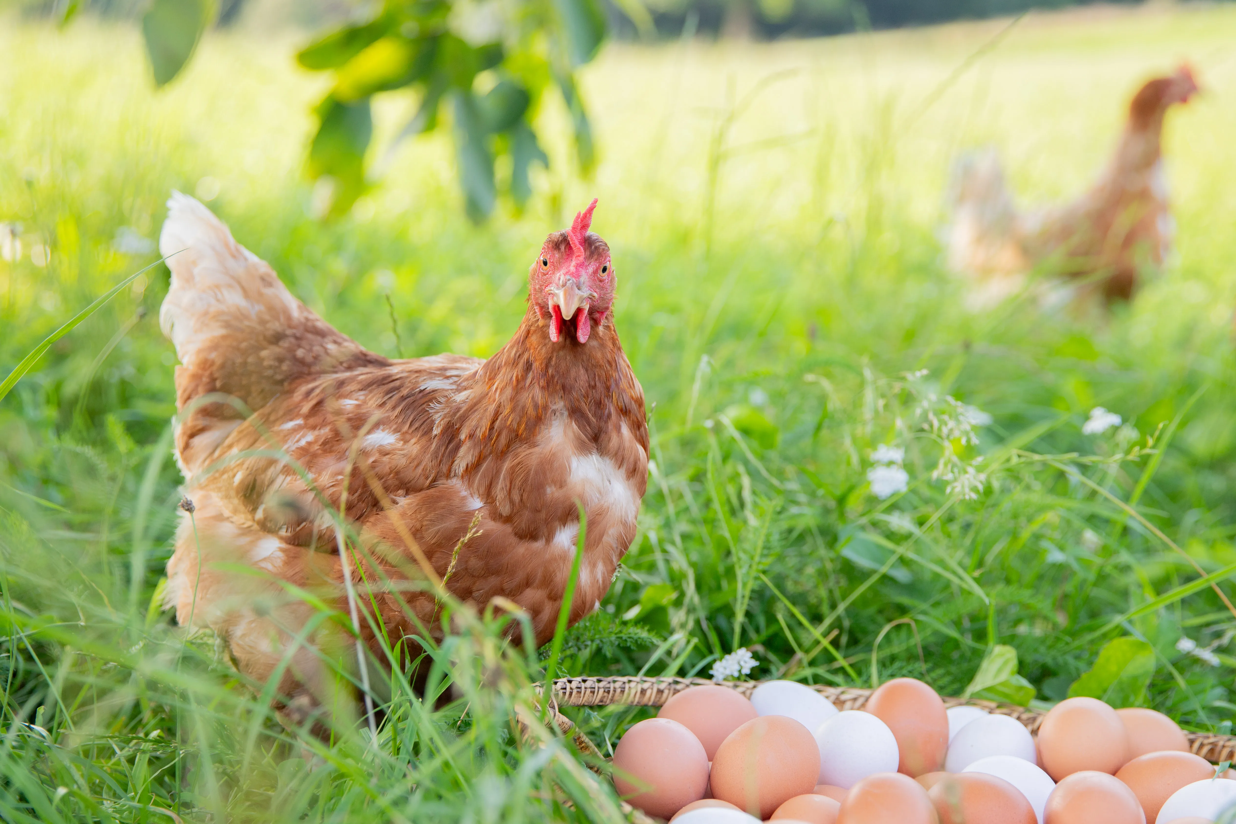 Ein braunes Huhn auf grüner Wiese, vorne mehrere weiße und braune Eier