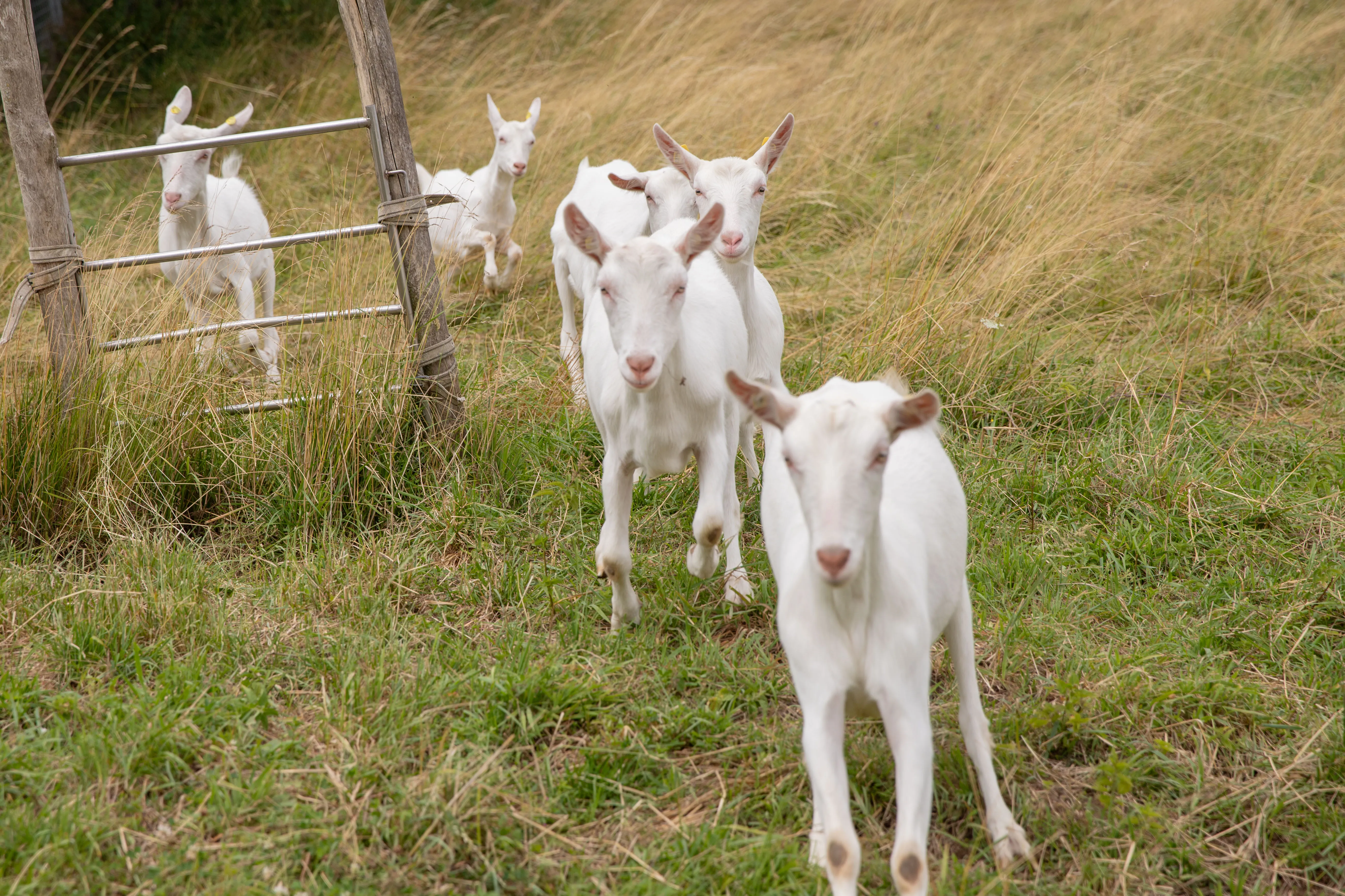 Mehrere weiße Ziegen auf einer Wiese
