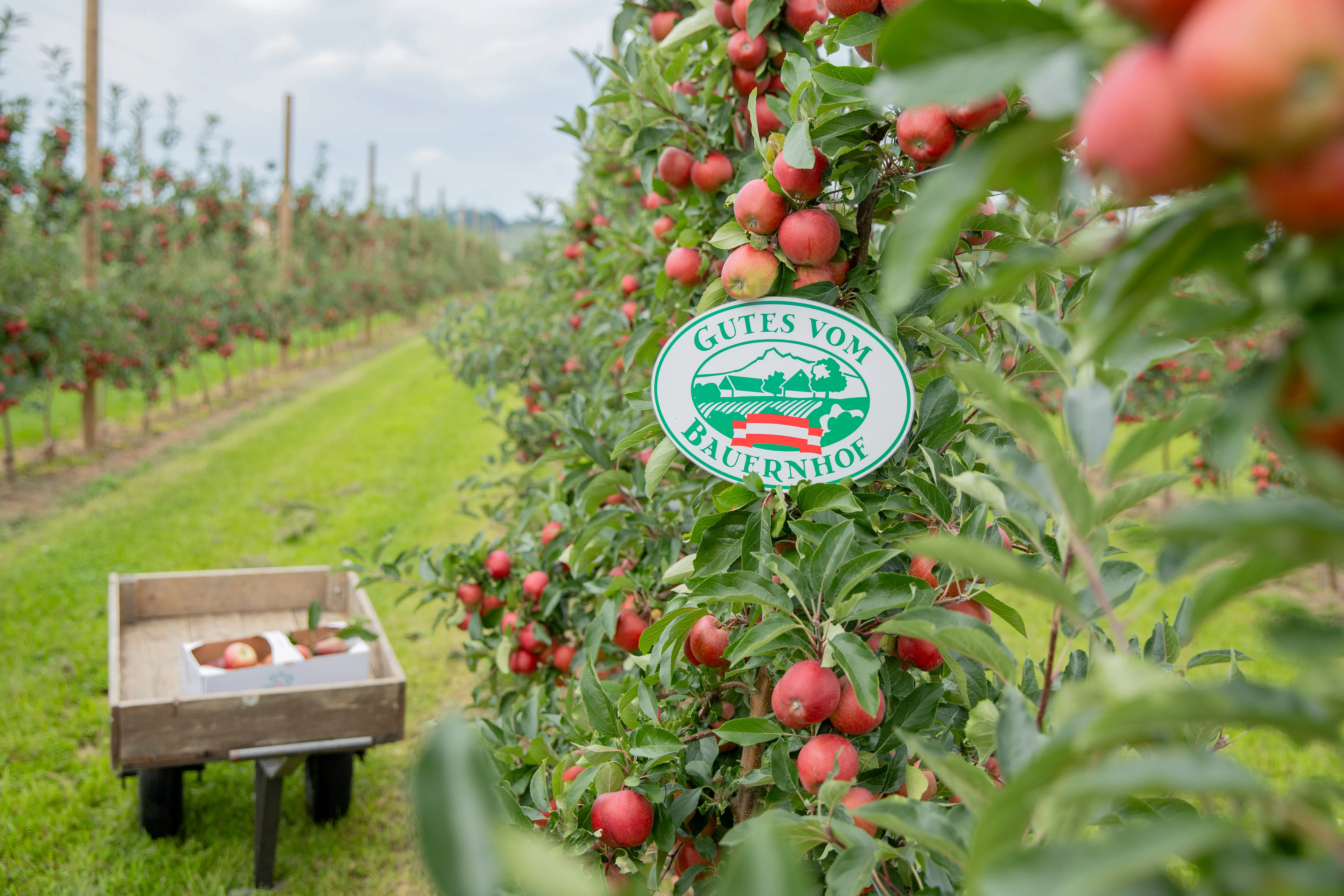 Obstgarten