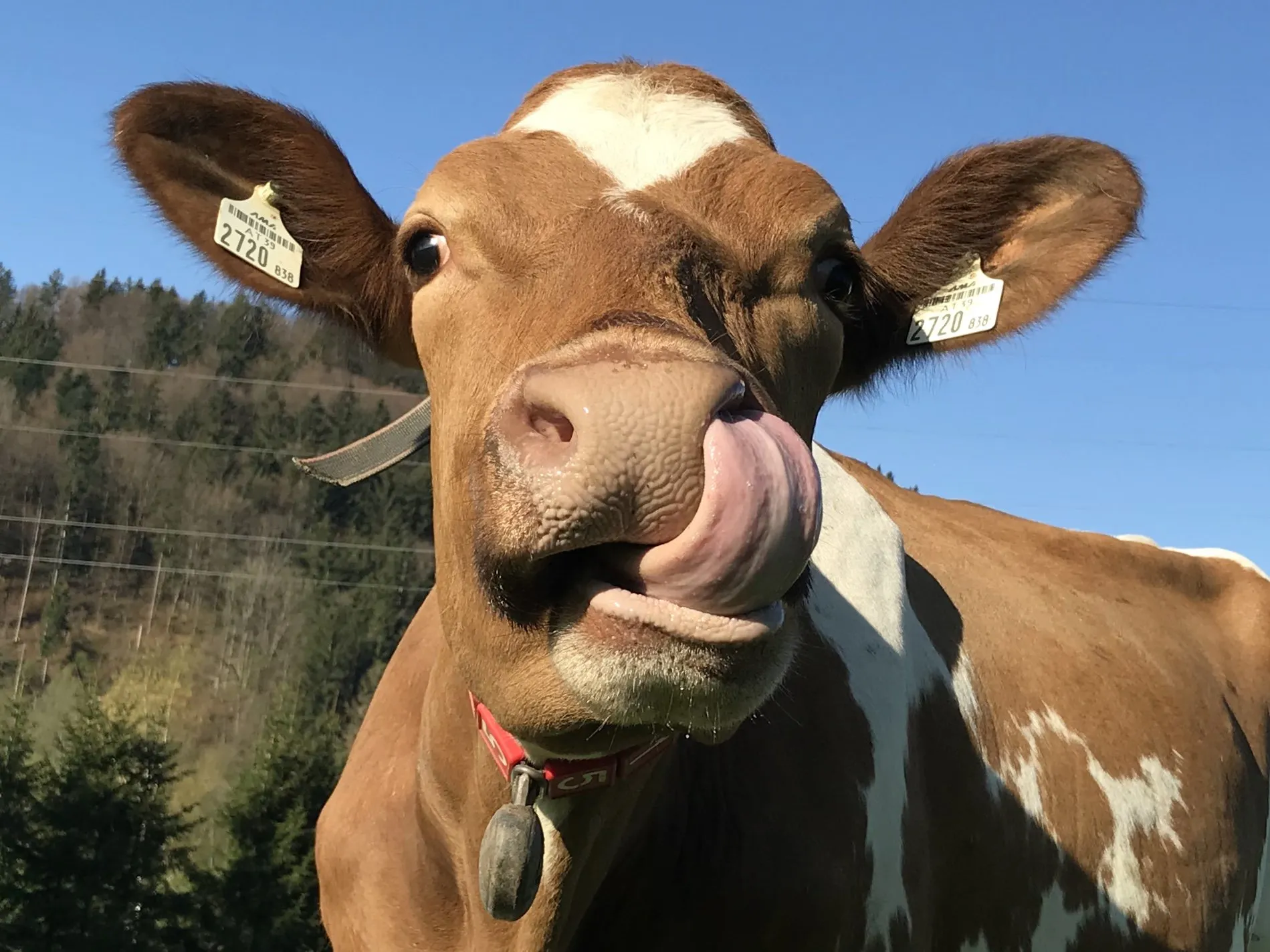 Motzenhof Sibylle Krispler Kuh