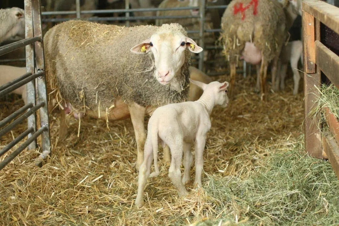 Oberhöhenwald_Schaf_©Familie Haslauer