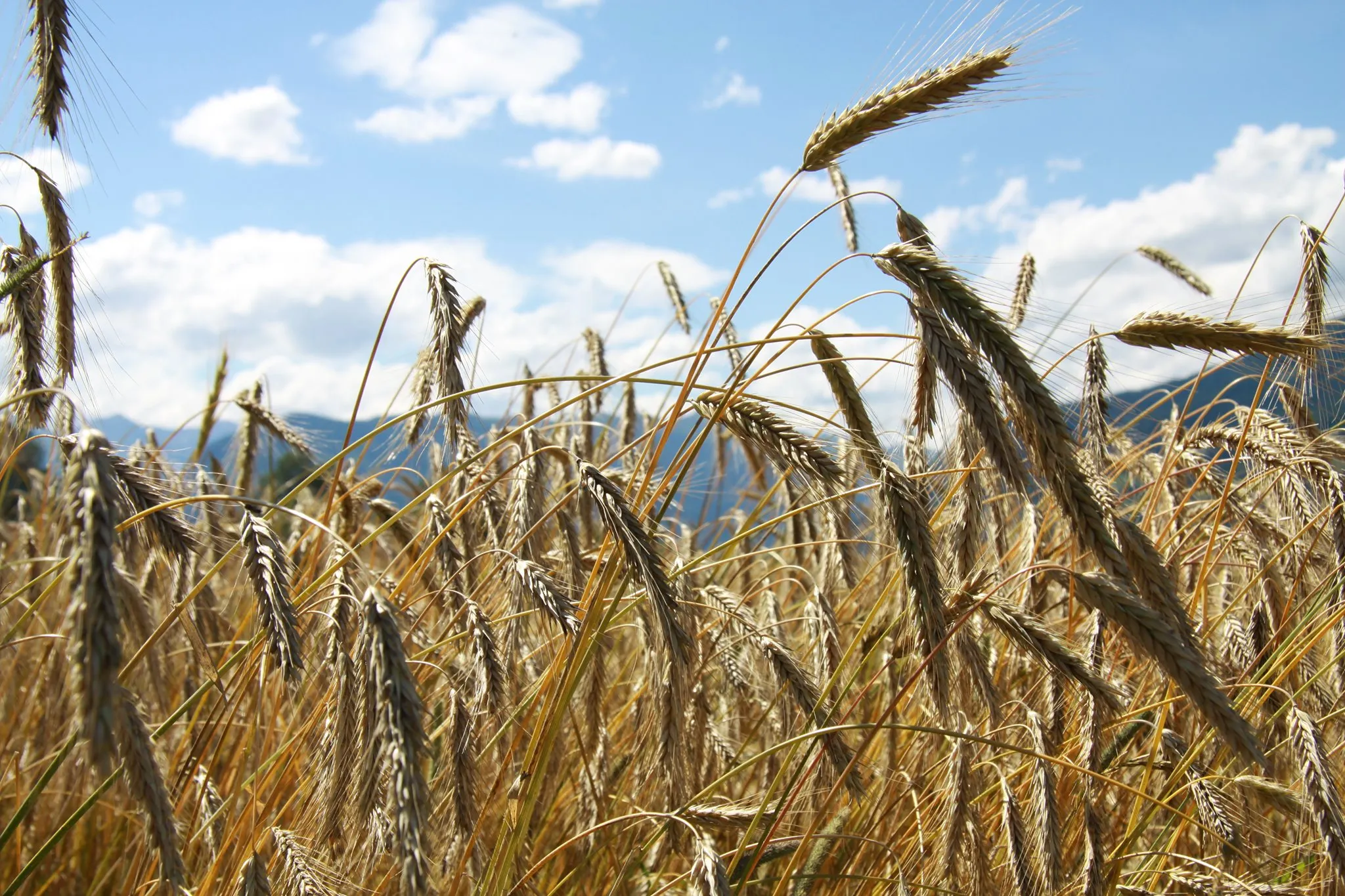 Tauernroggen Biohof Sauschneider, Fam. Löcker