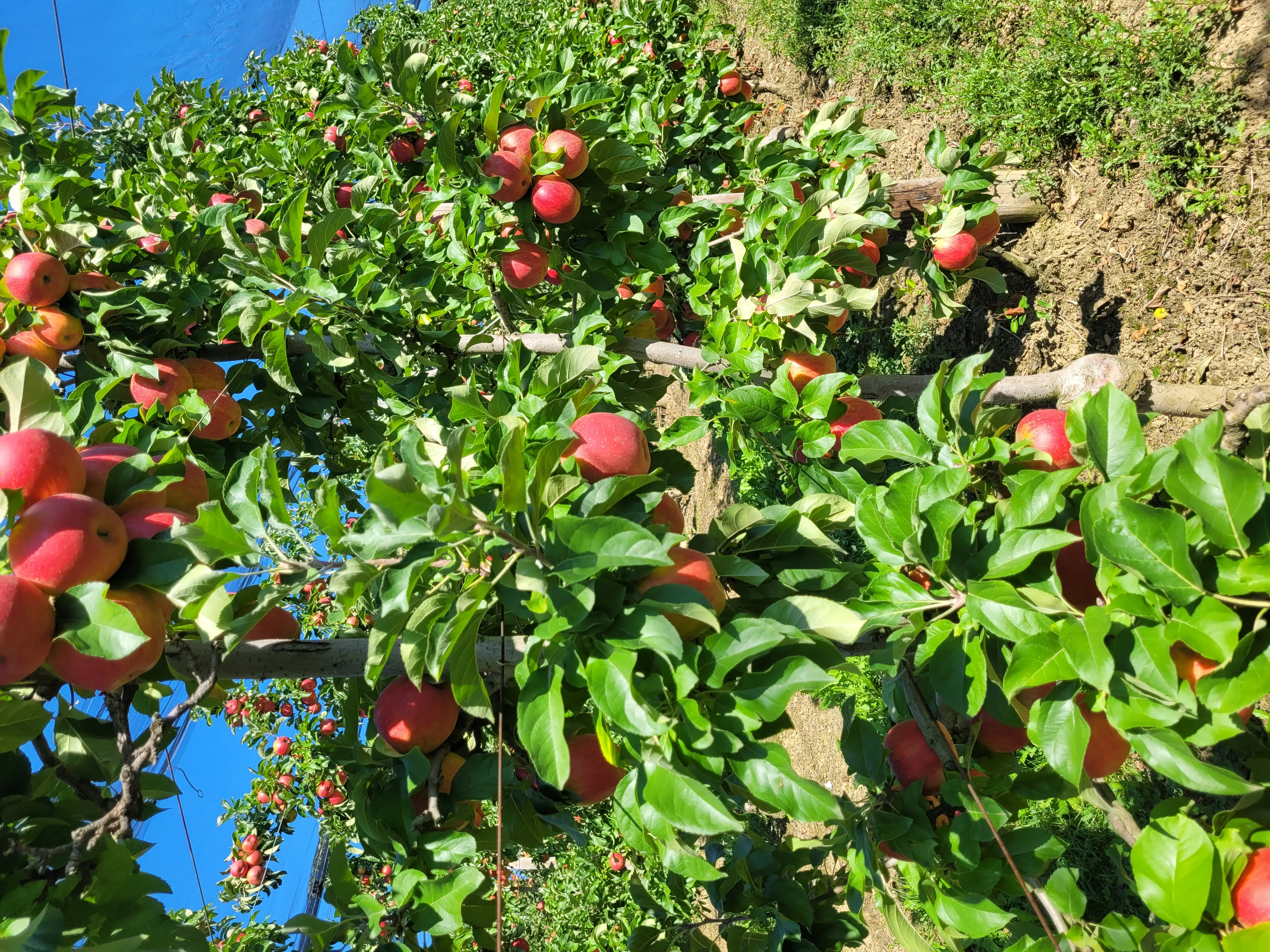 Äpfel