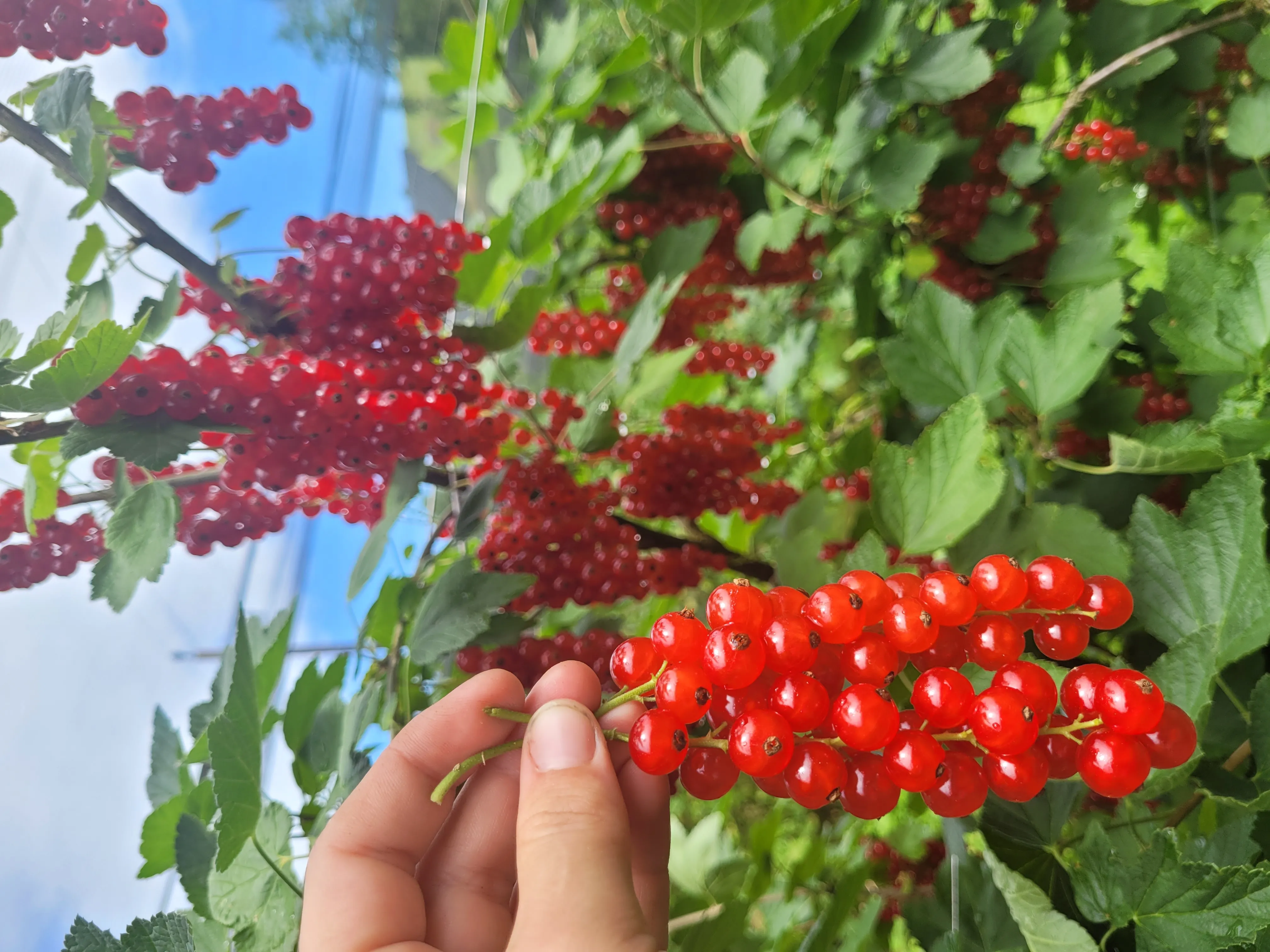 Johannisbeeren