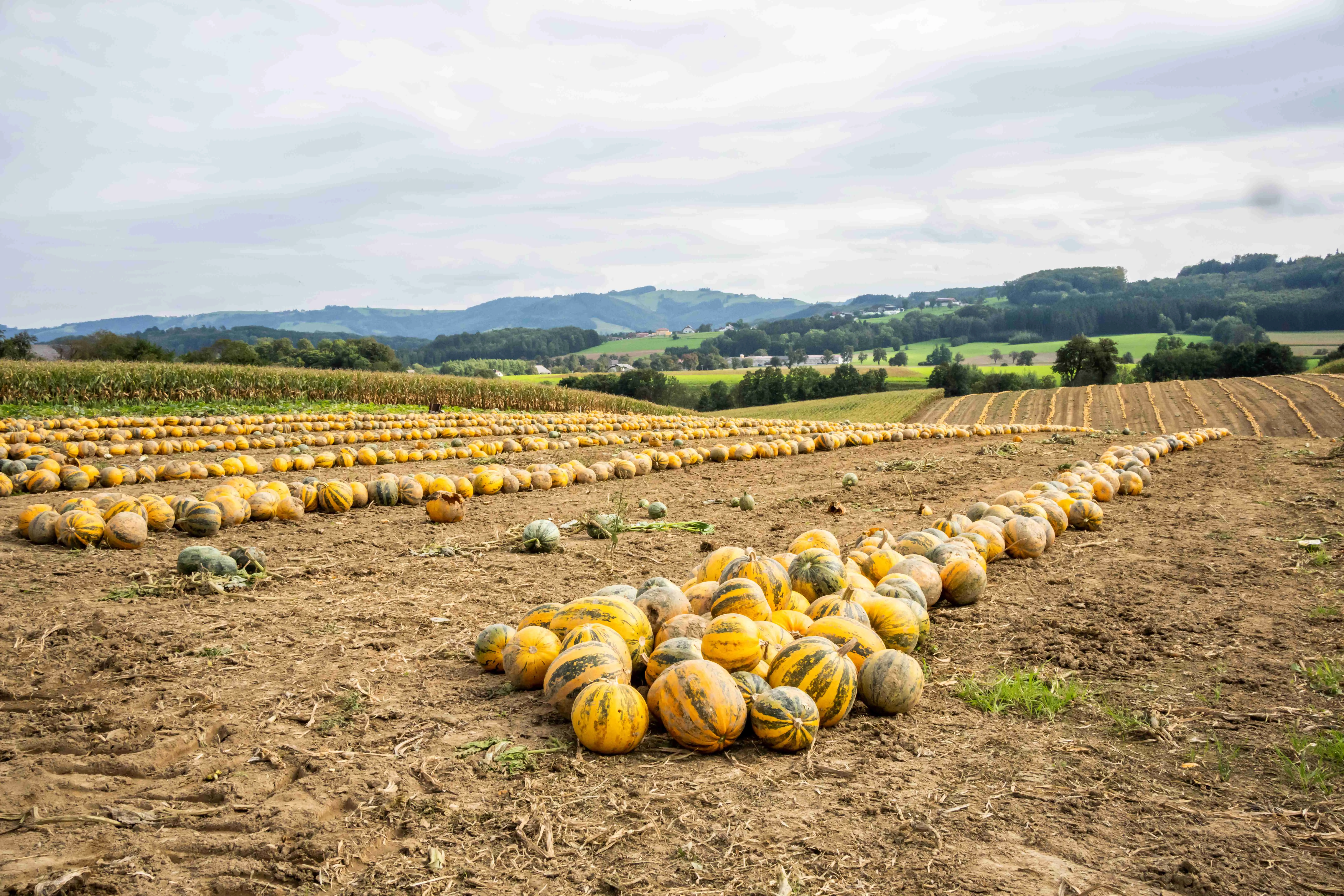 Kürbisfeld