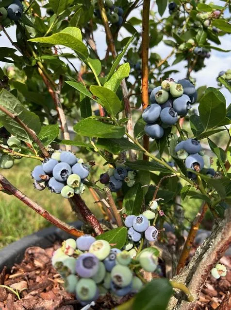 Heidelbeersträucher