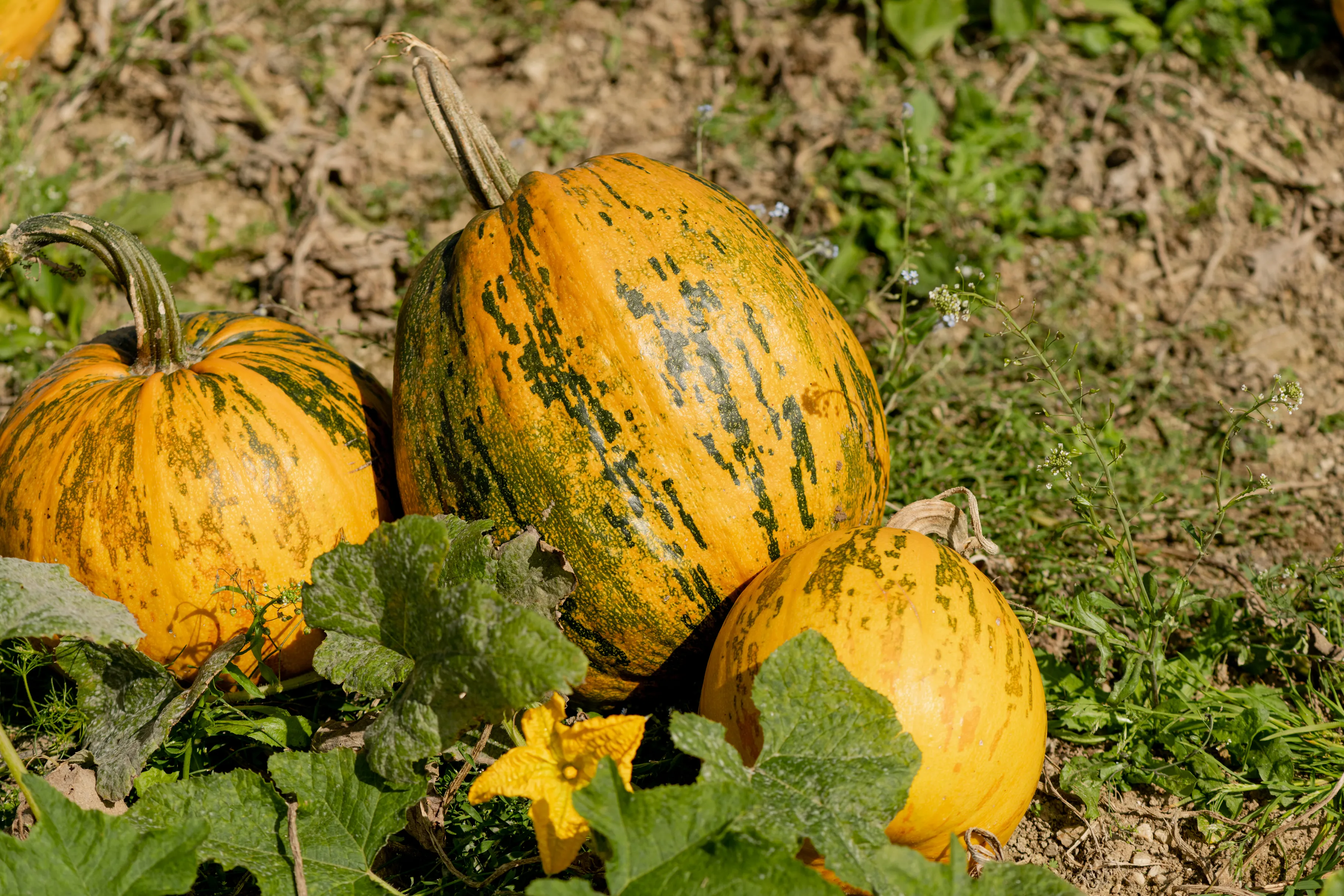Drei große orange Kürbisse liegen auf einem braunen Feld