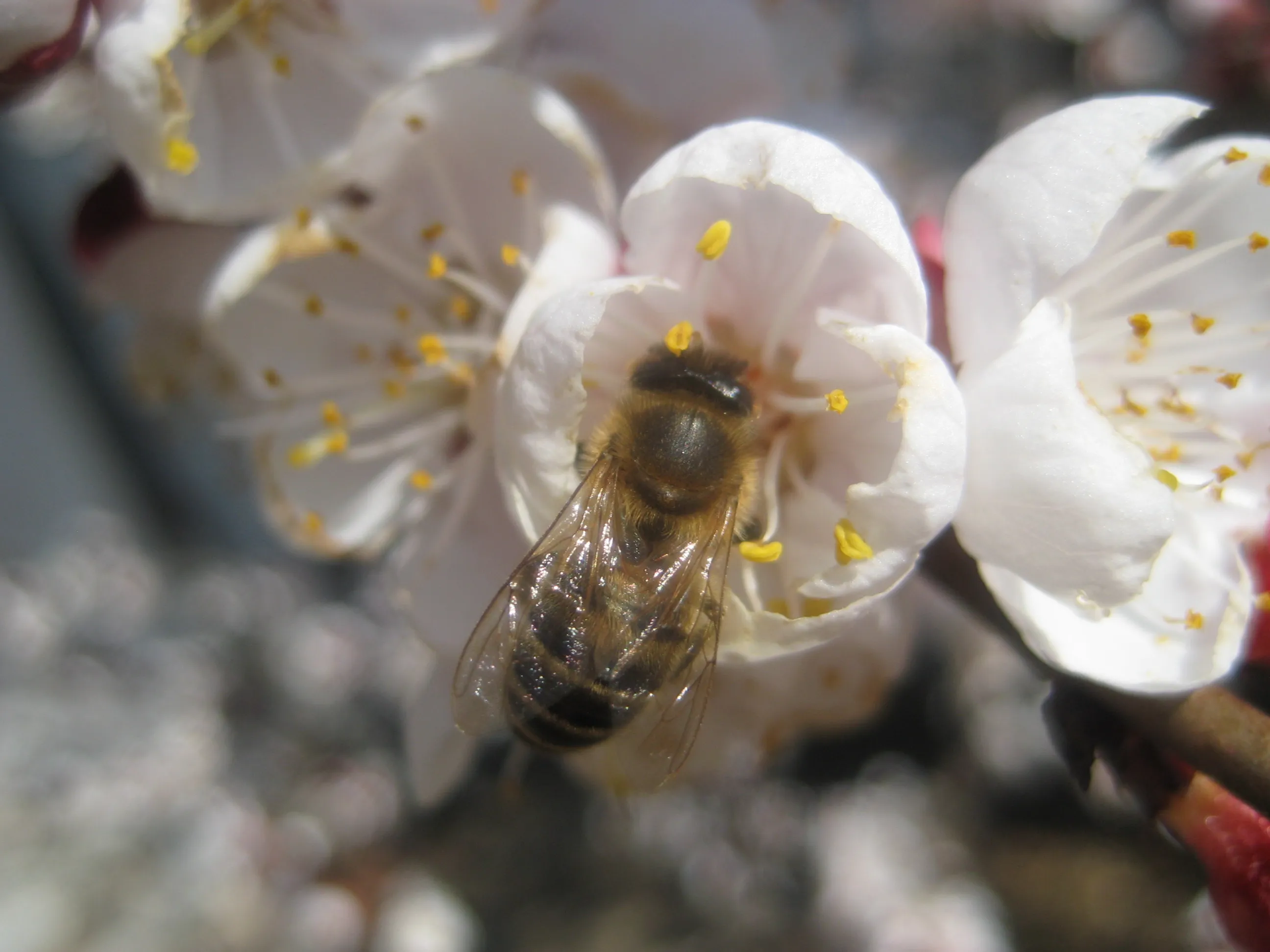 Eine Biene sitzt auf einer weißen Blüte, im Hintergrund weitere weiße Blüten