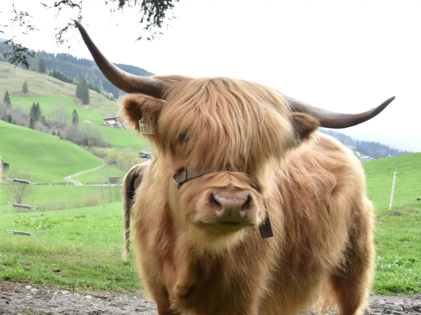 Hochlandrinder, Fam. Pirchner, Frohngütl