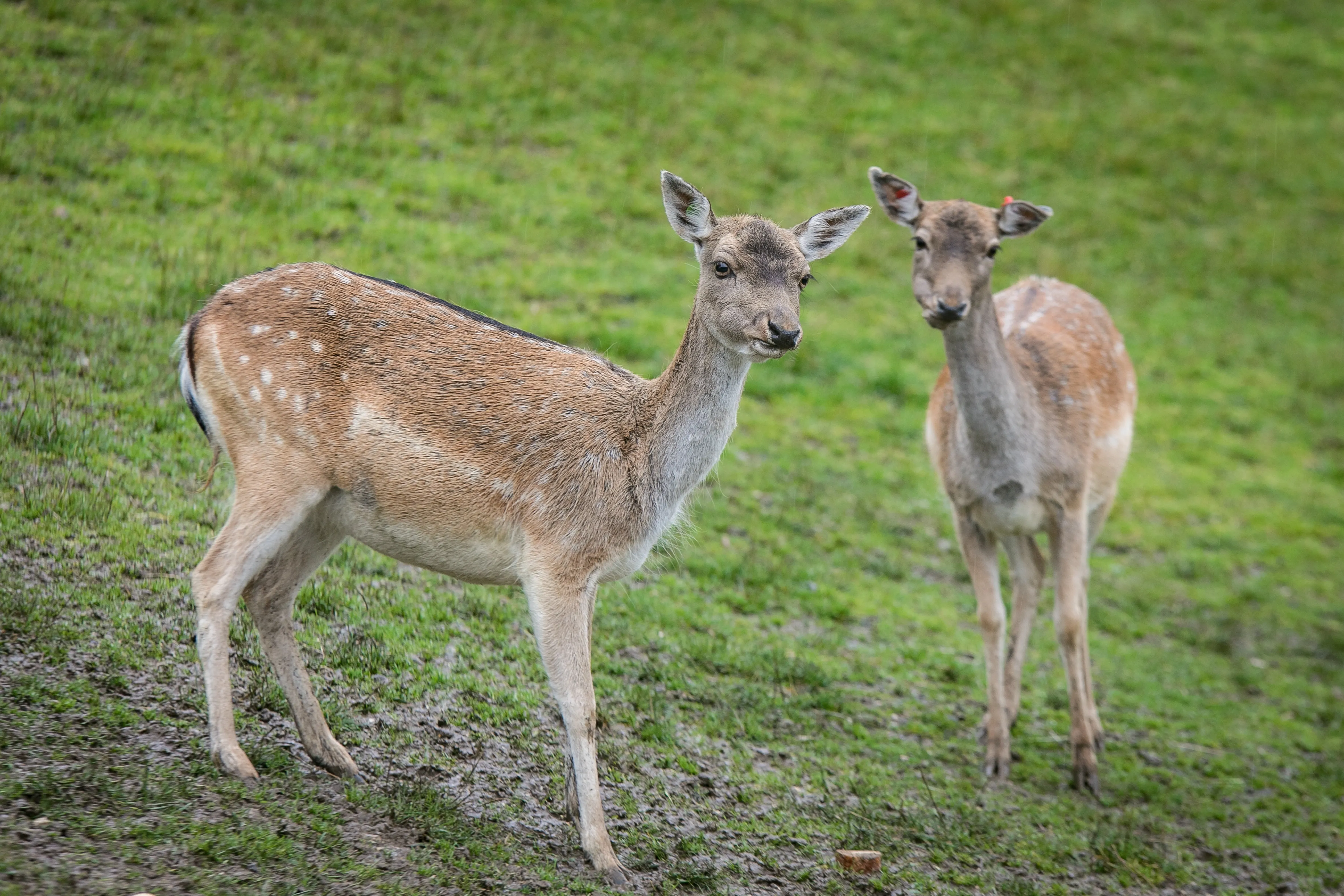 Auf einer grünen Wiese stehen zwei Rehe
