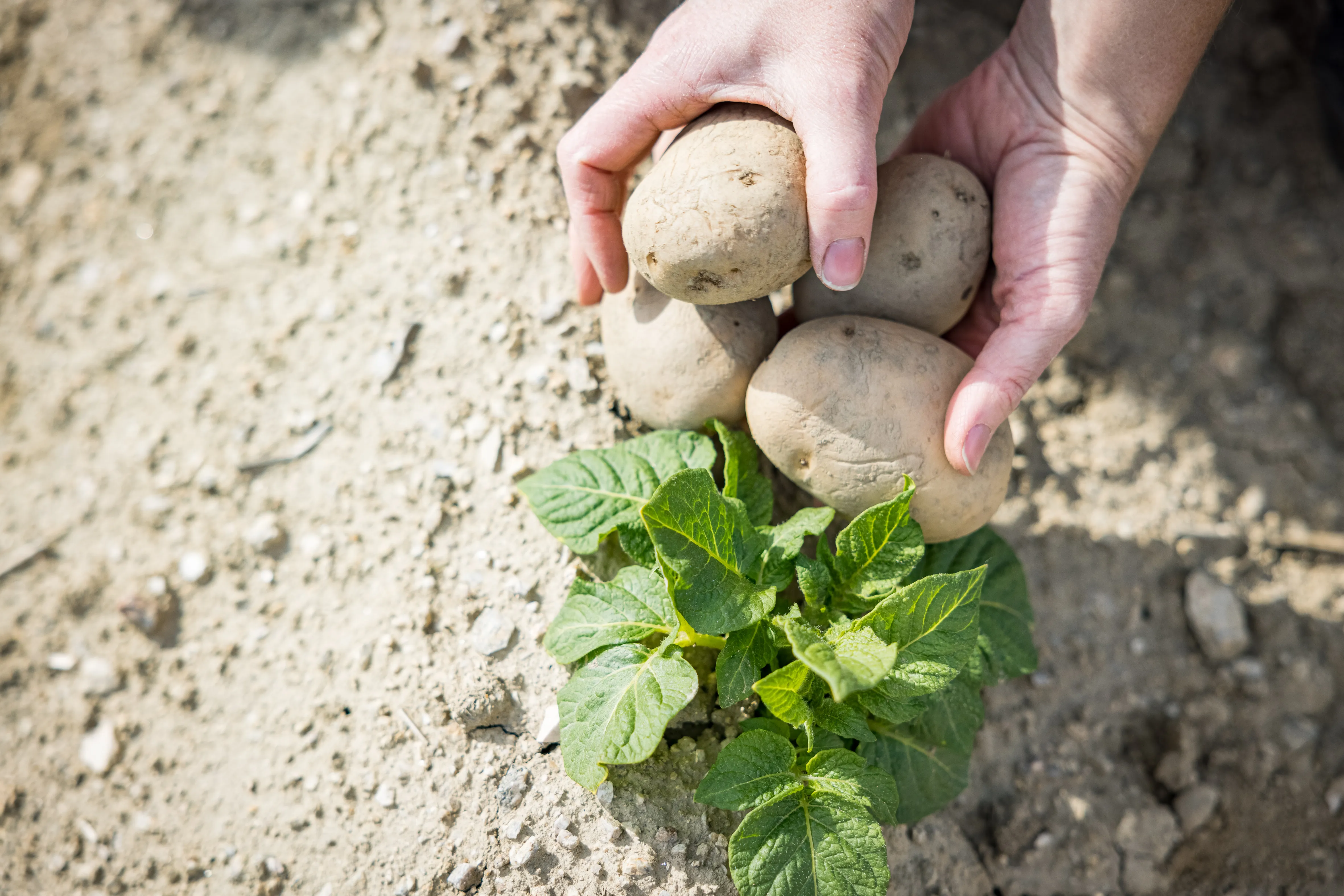 Ein paar Hände halten Kartoffeln neben einer frischen grünen Kartoffelpflanze auf braunem Acker