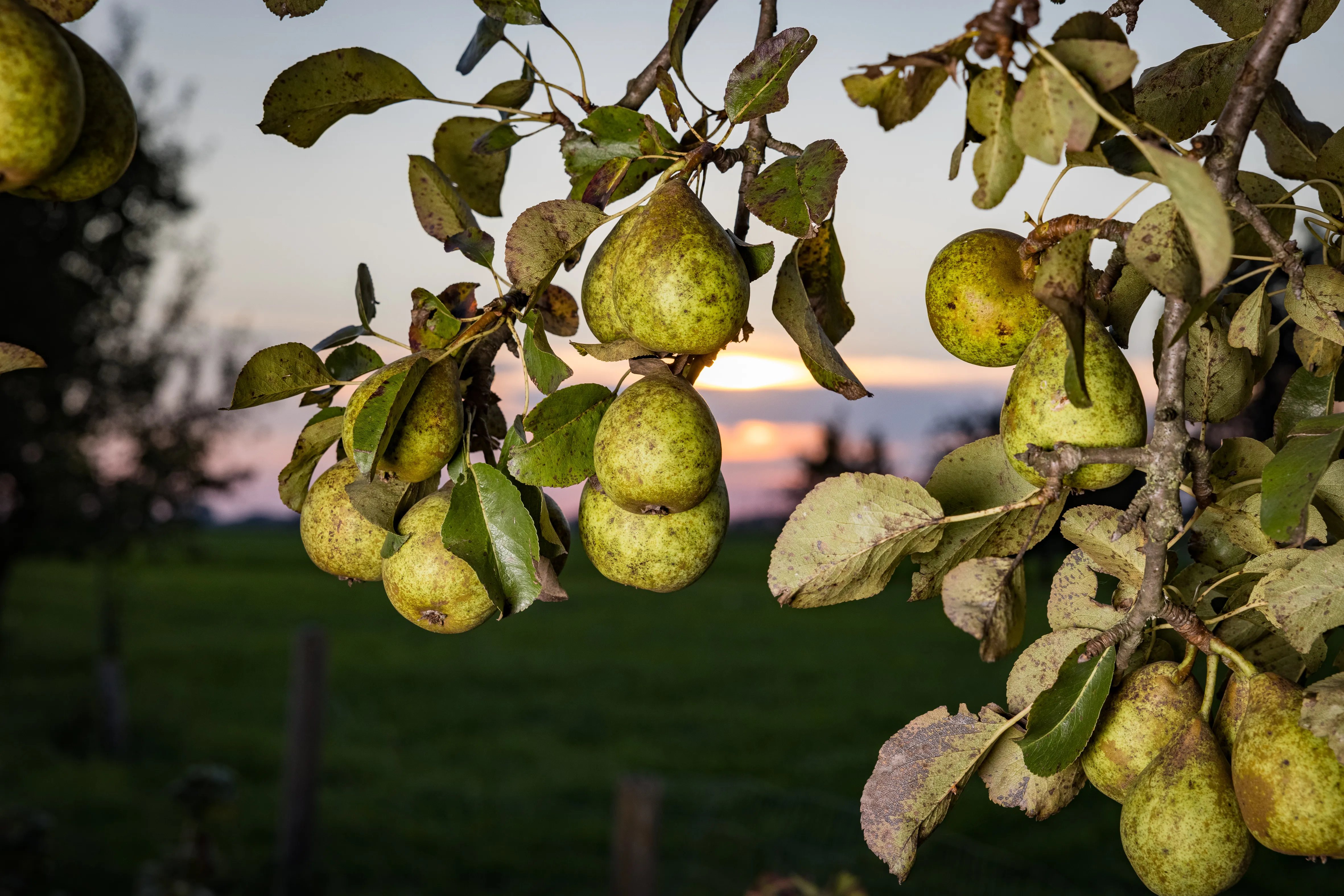 Grüne Äste mit grünen Birnen, dahinter das Abendrot und grüne Wiese