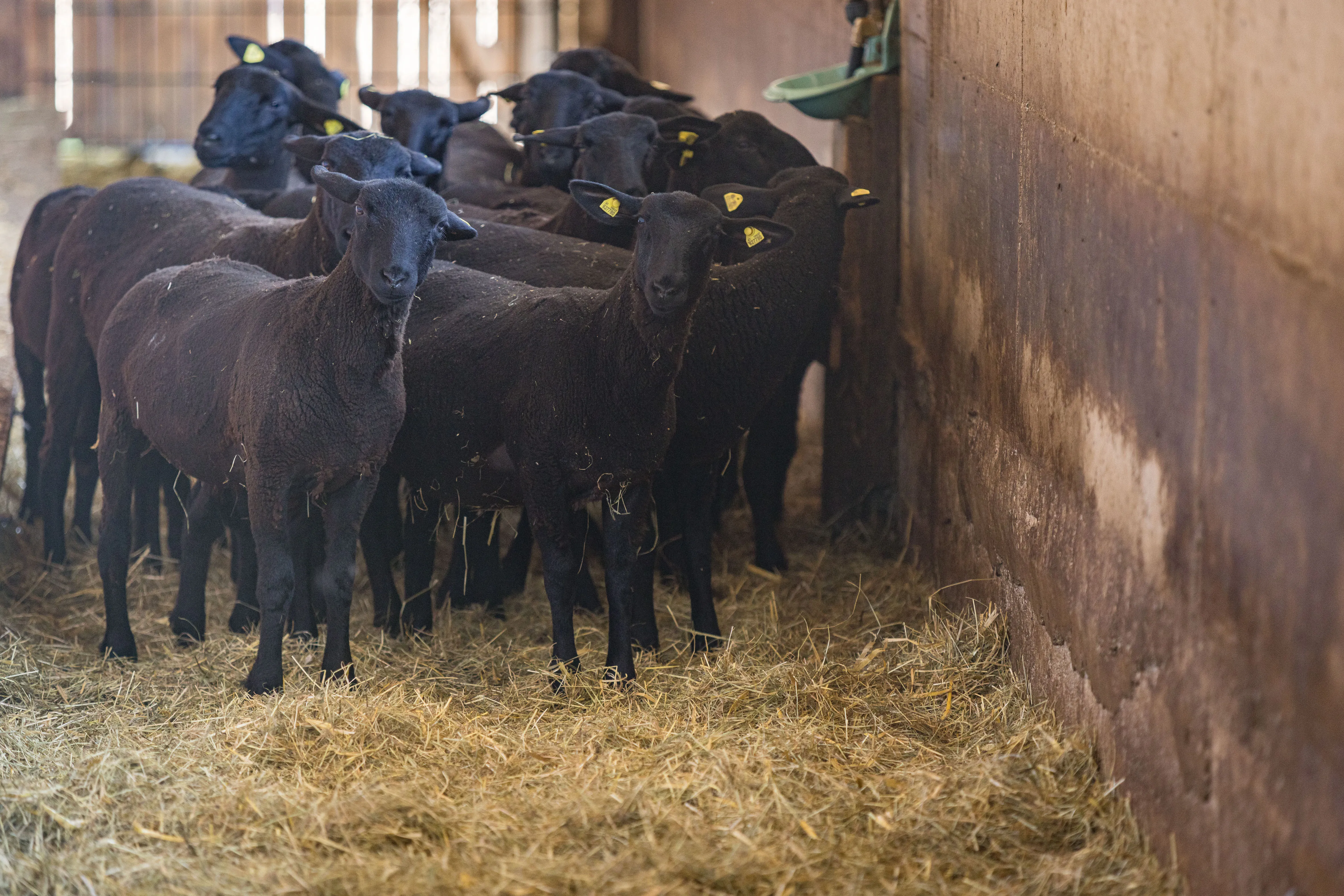 In einem Stall stehen mehrere schwarze Schafe dicht gedrängt; im Vordergrund Stroh auf dem Boden; ein Schaf schaut direkt in die Kamera