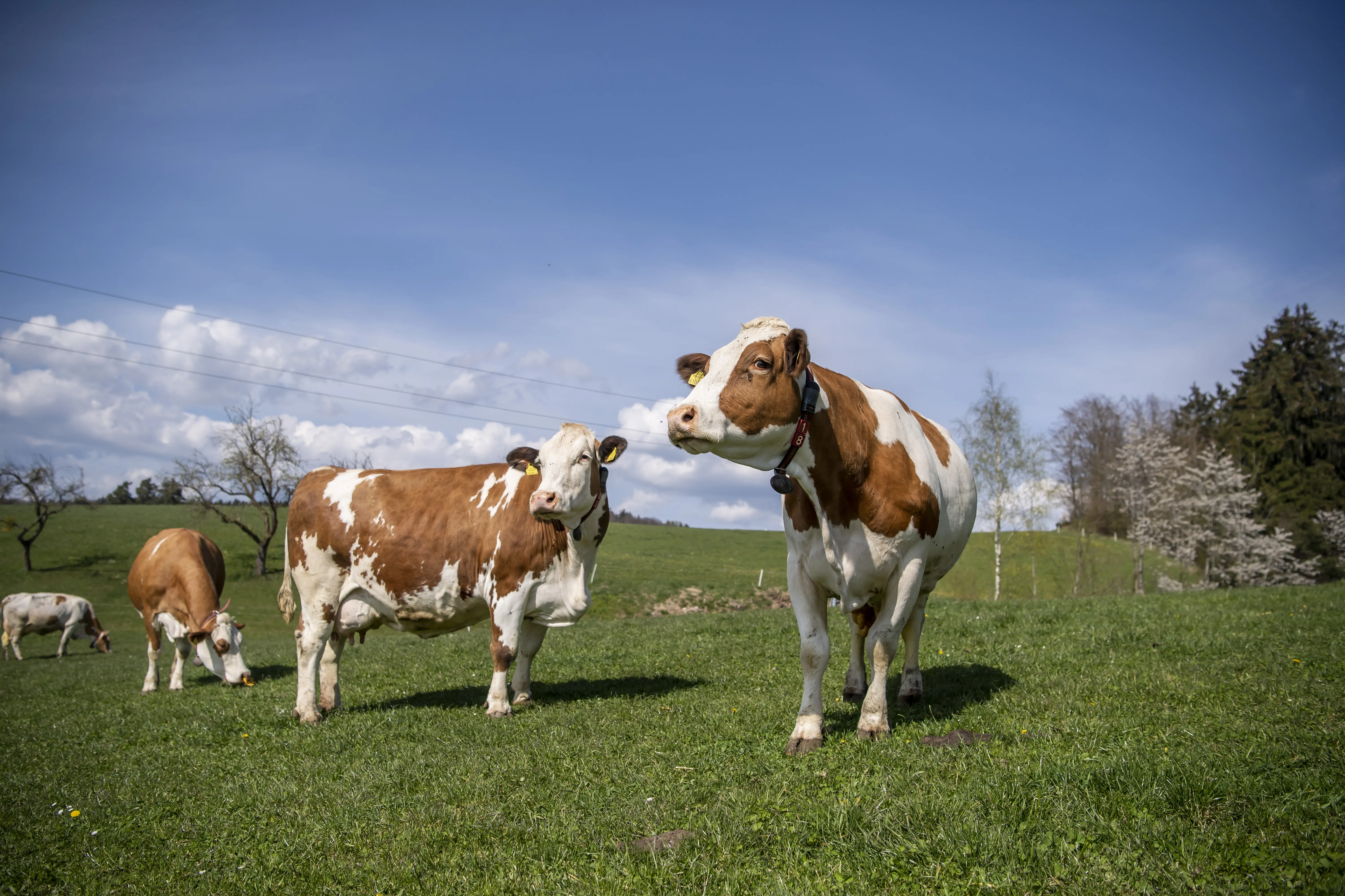 Auf dem Bild sieht man braun/weiße Kühe auf einer grünen Wiese. Im Hintergrund blauer Himmel mit weißen Wolken und eine Hochspannungsleitung bzw. Bäume und Sträucher