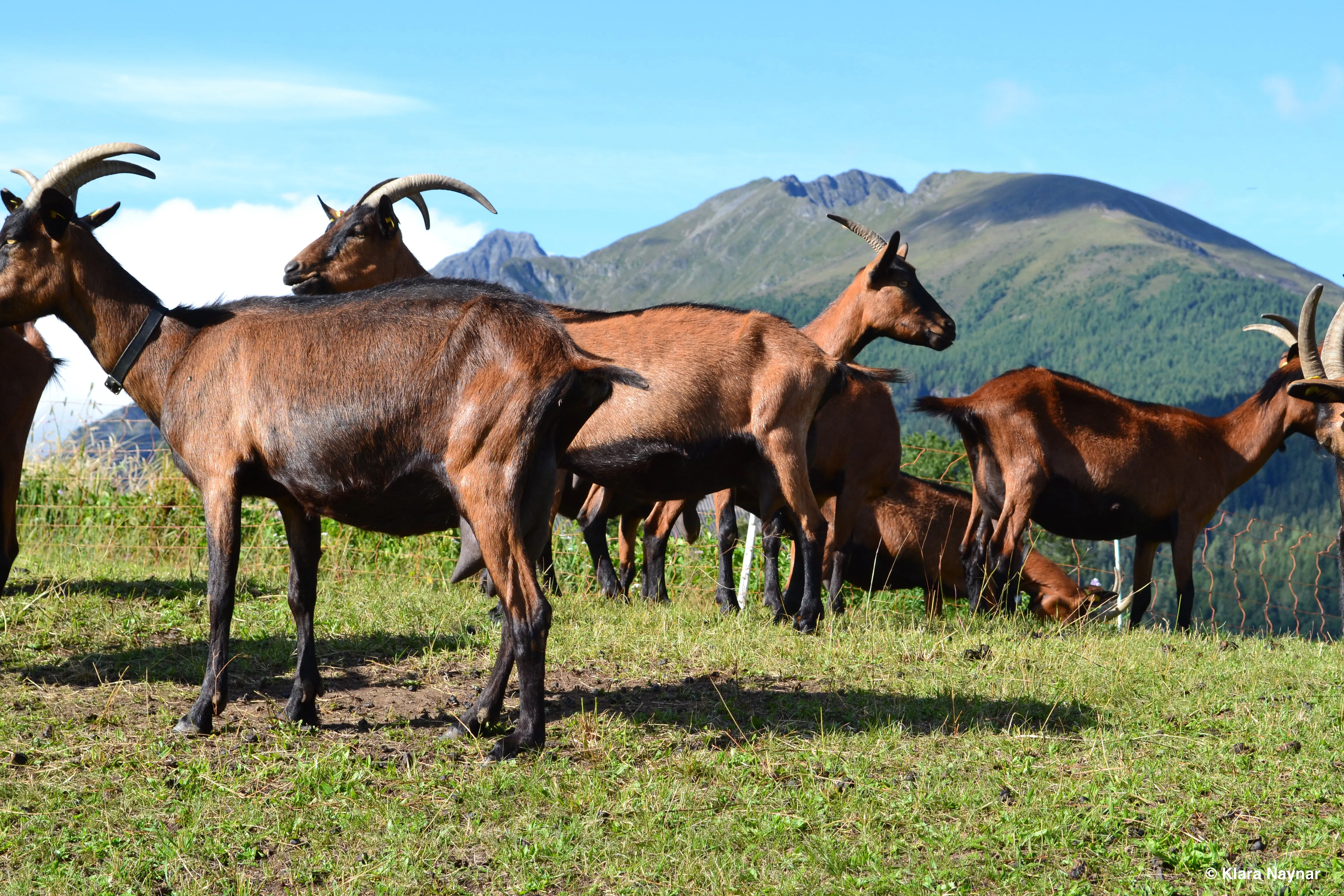 Ziegenherde_Hiasnhof, Fam. Naynar