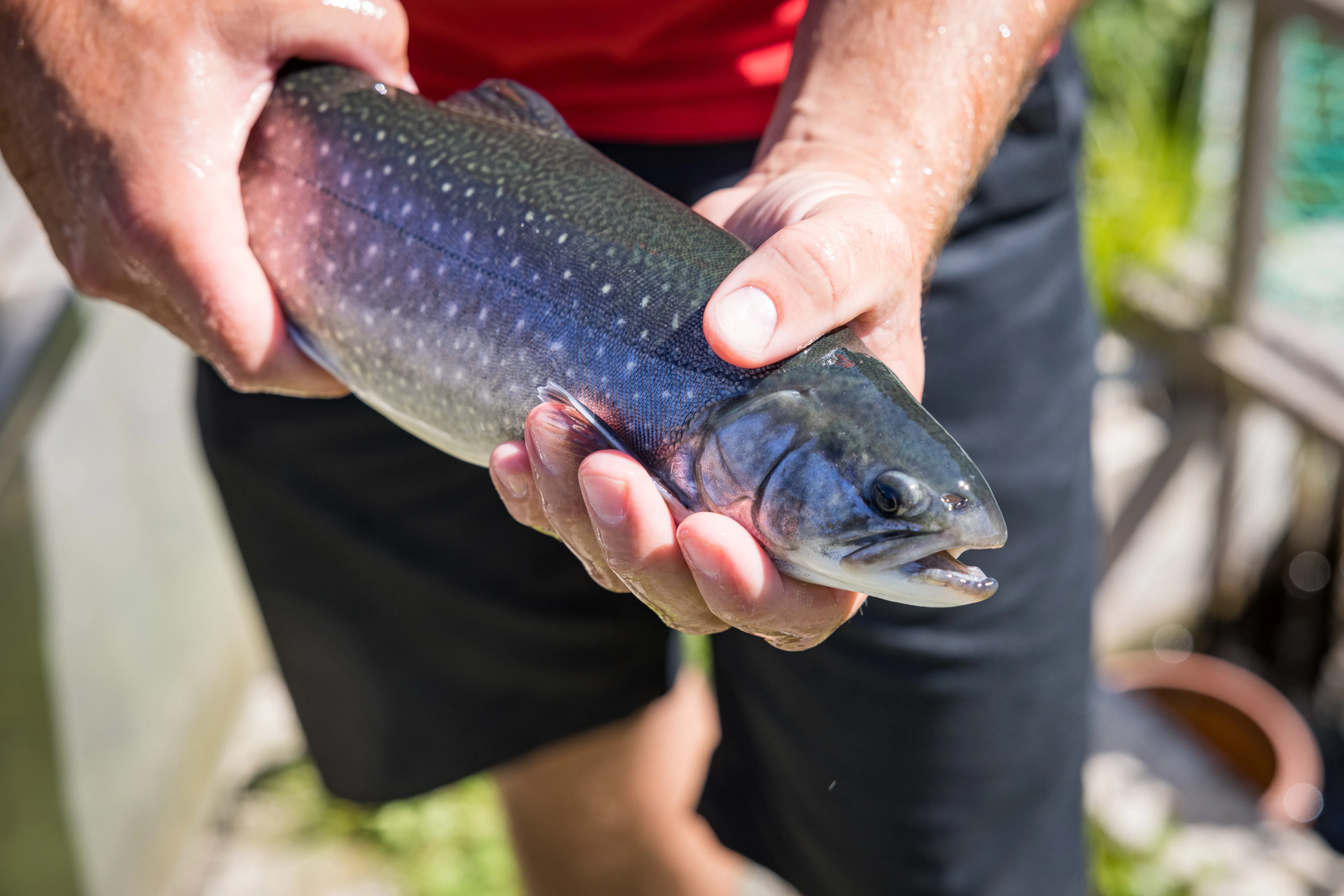Person hält einen lebenden, dunkelblau-grün schimmernden Fisch mit weißen Punkten, vermutlich eine Forelle.