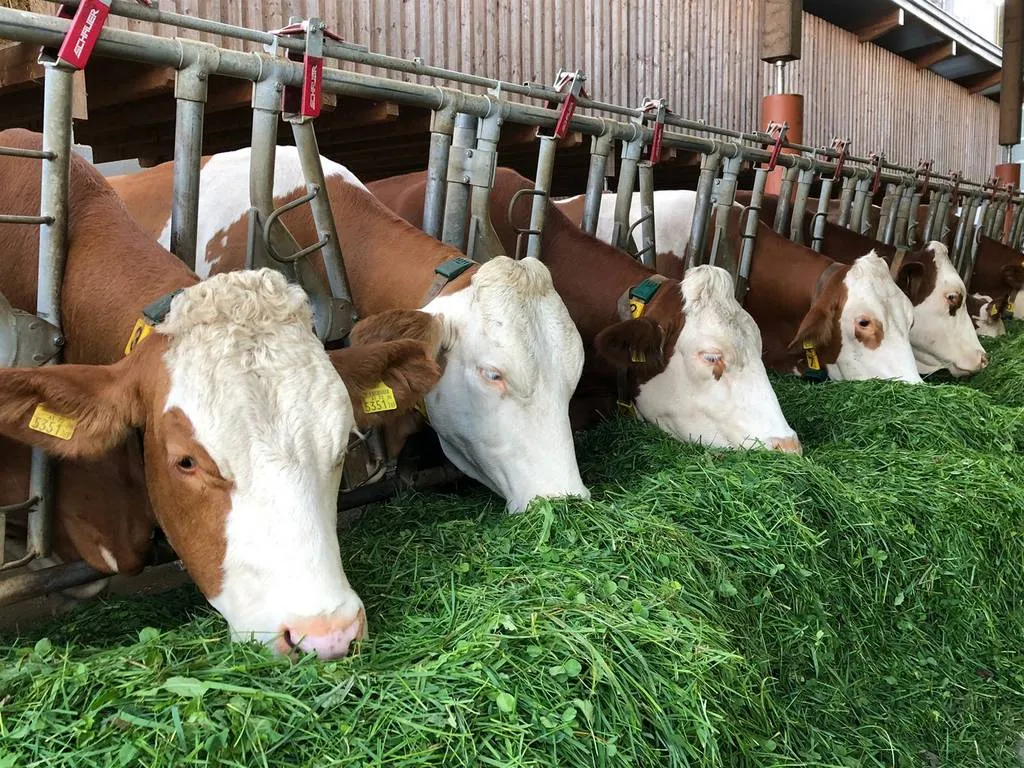 Auf dem Bild sieht man braun/weiße Kühe in einem Stall während der Fütterung; vor ihnen frisches grünes Gras