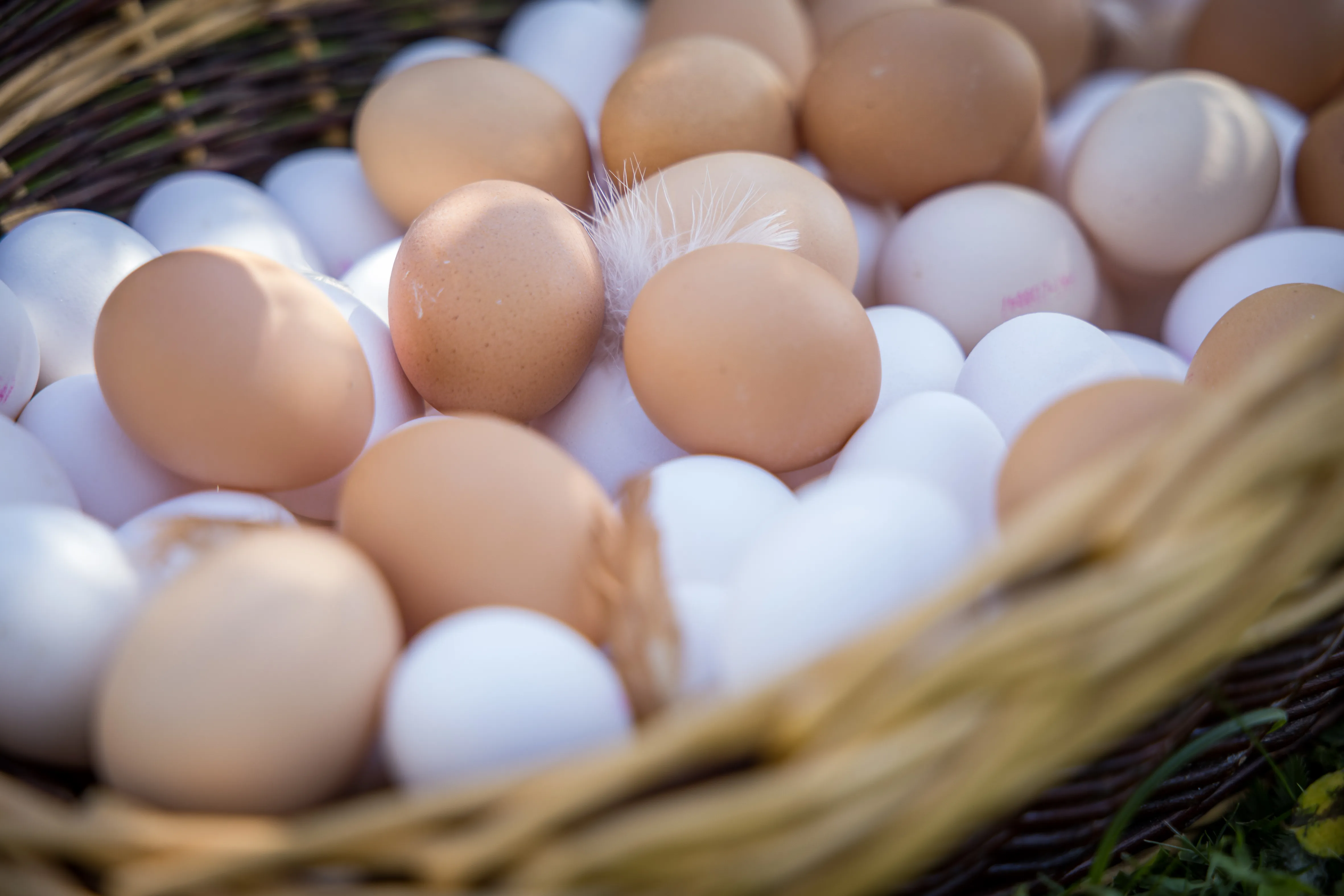 In einem Korb liegen weiße und braune Eier