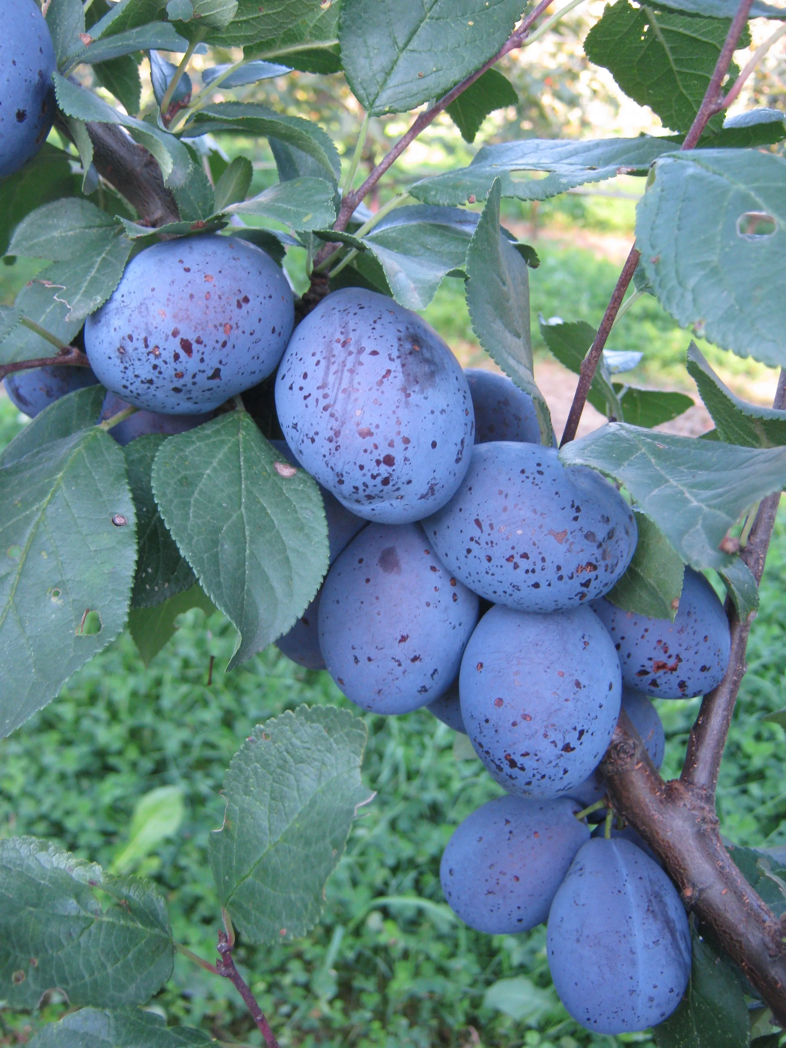 auf dem Bild sieht man einen großen Ast mit grünem Blattwerk und vielen dunkelblauen Zwetschken