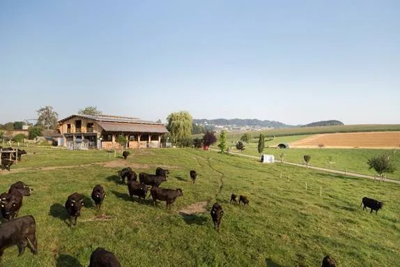 Auf dem Bild sieht man grüne Wiesen mit grasenden Rindern, dahinter der Bauernhof der Familie Huemer