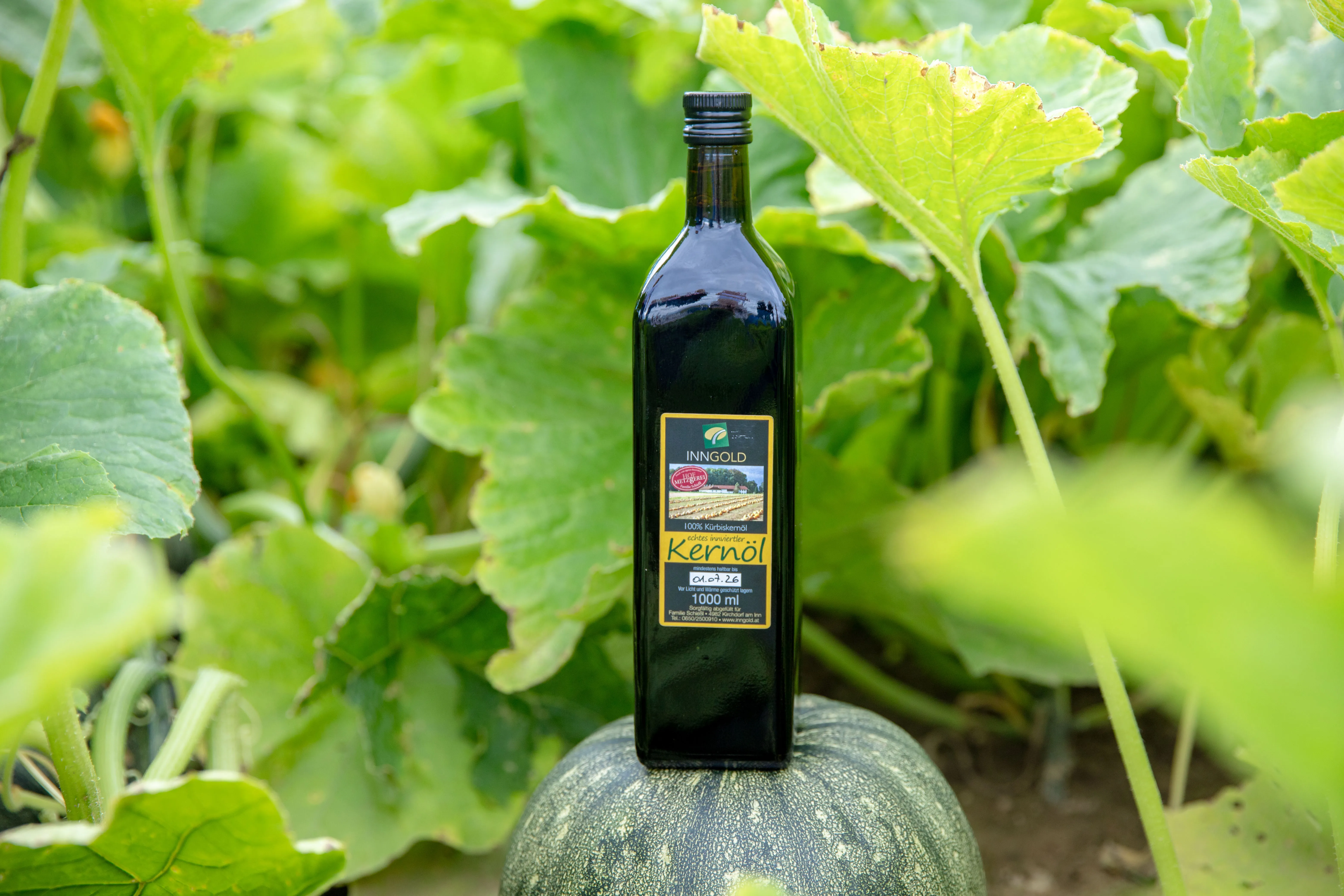 Auf einem Kürbisfeld steht eine Flasche Kürbiskernöl auf einem grünen Kürbis.