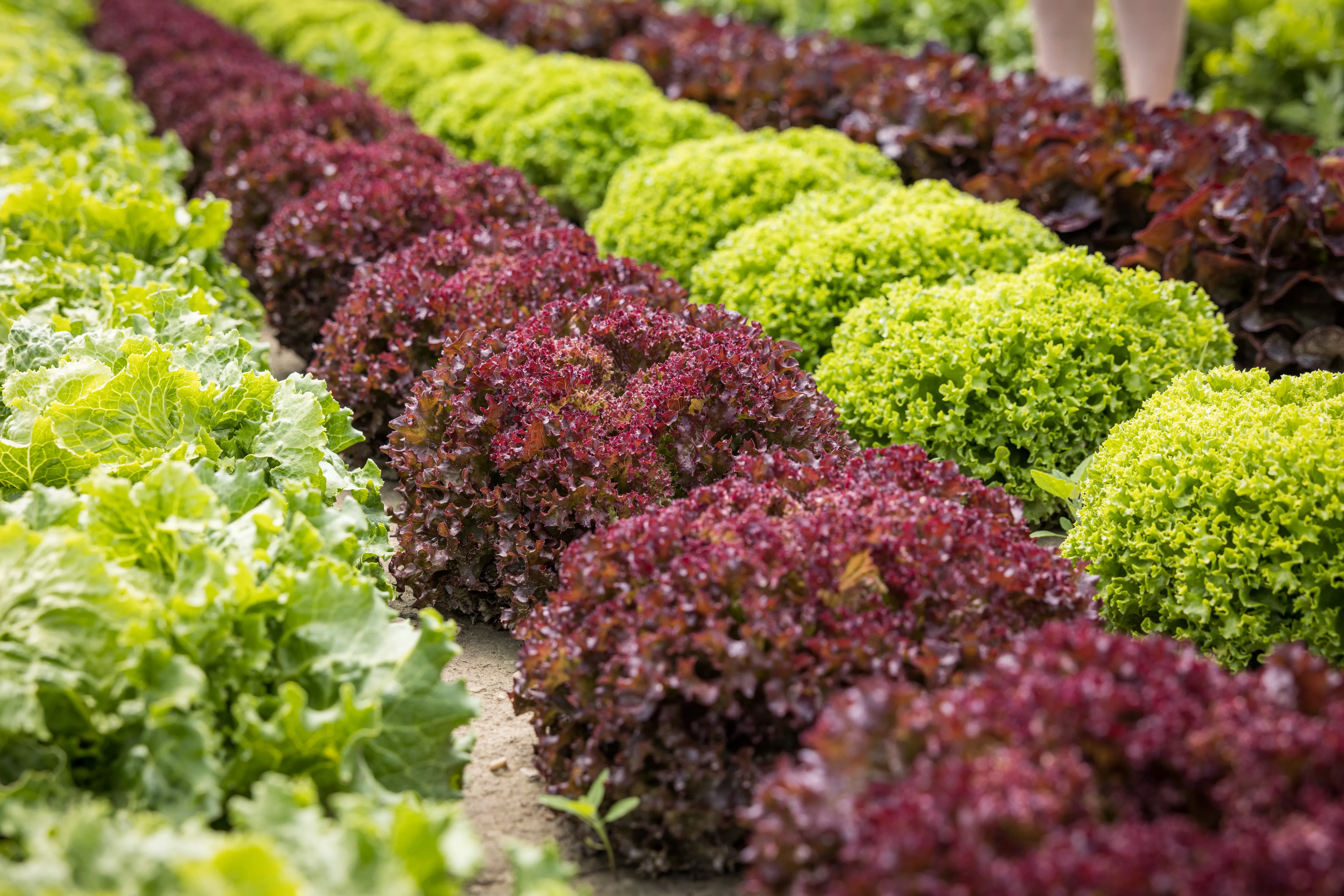 Auf dem Bild sieht man einige Reihen Salat, abwechselnd grün und rot.