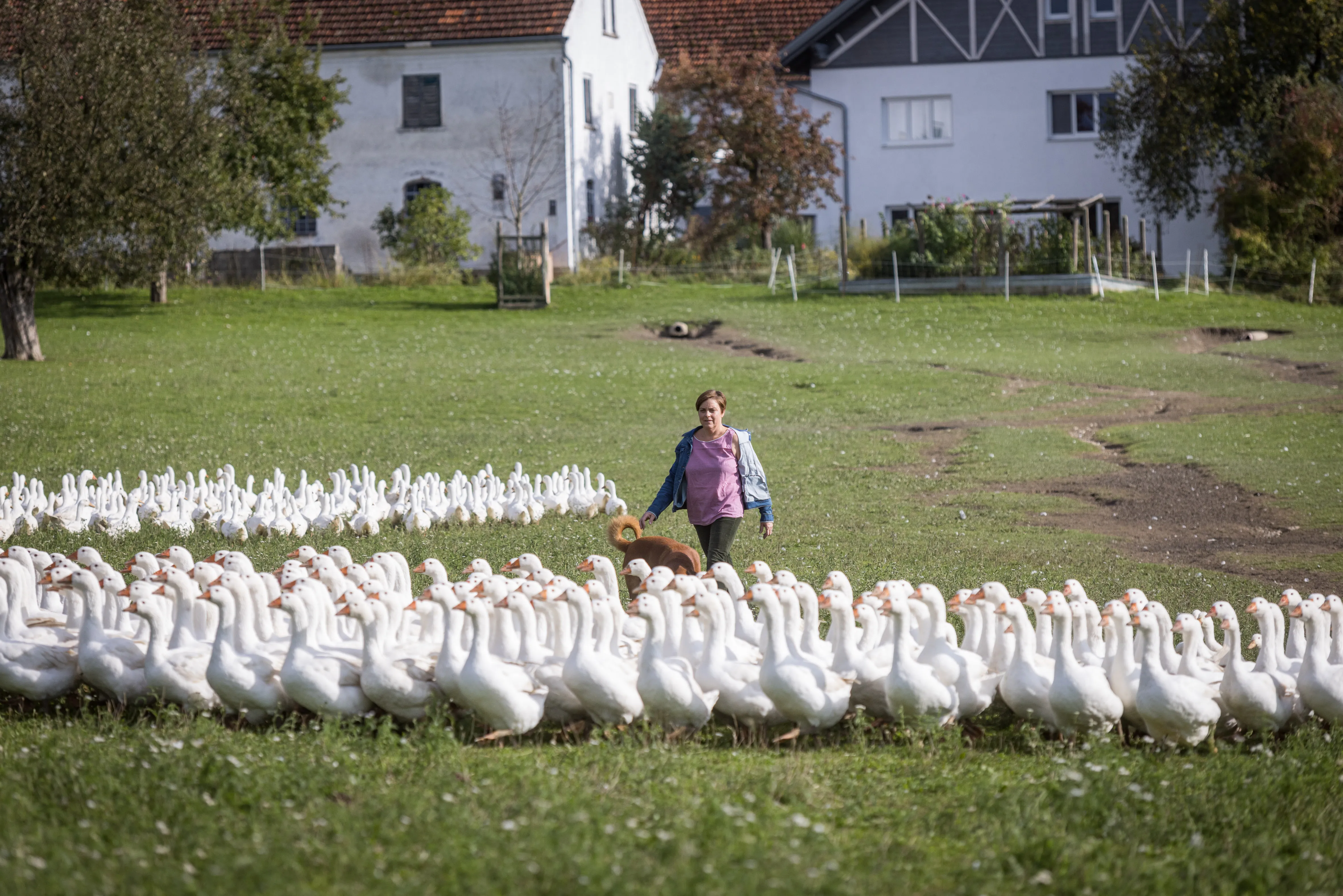 eine Frau steht auf einer Wiese umringt von weißen Gänsen, im Hintergrund ein weißes Wirtschafts/Wohngebäude