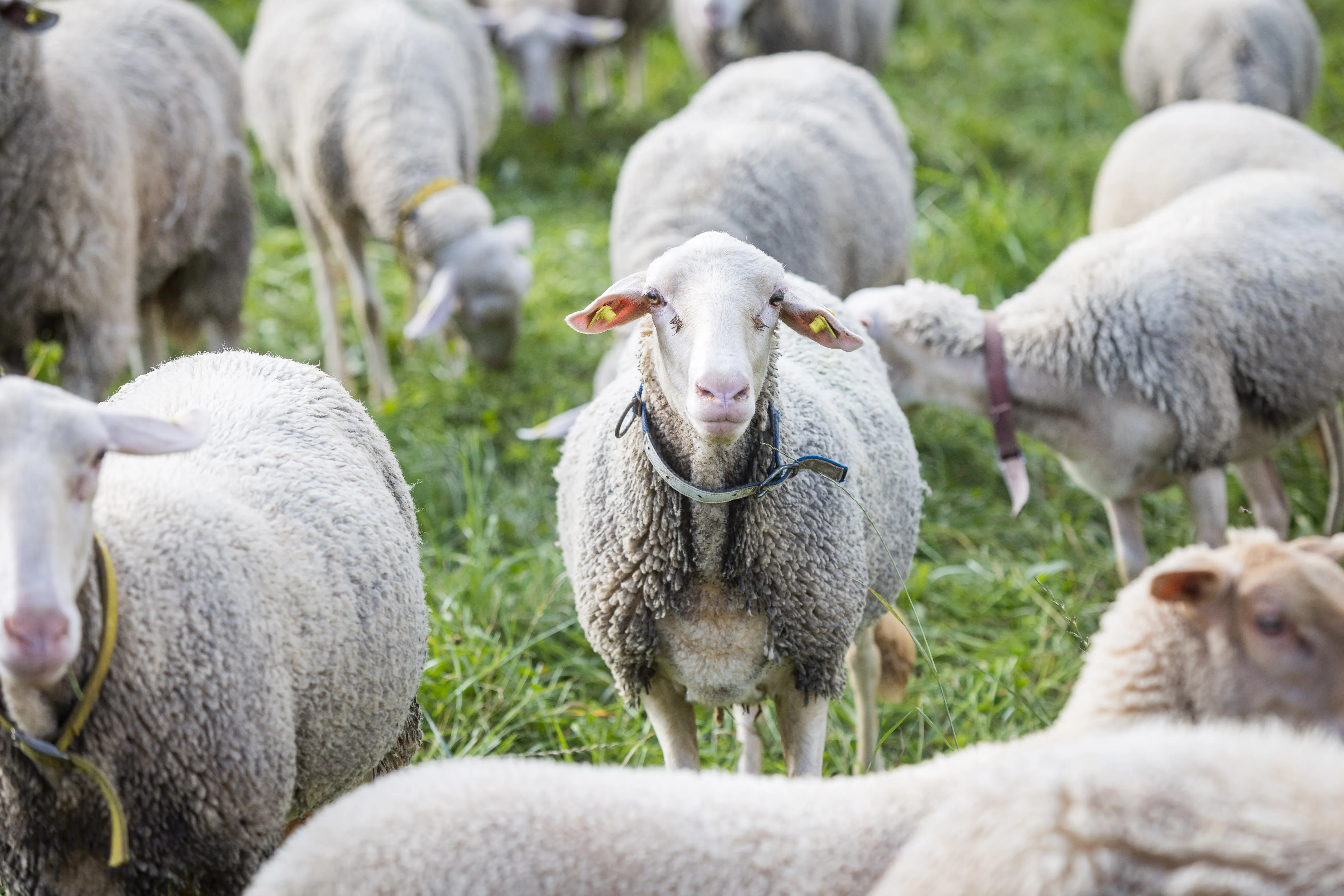 Mehrere weiße Schafe stehen auf einer grünen Wiese; ein Schaf schaut einen direkt an